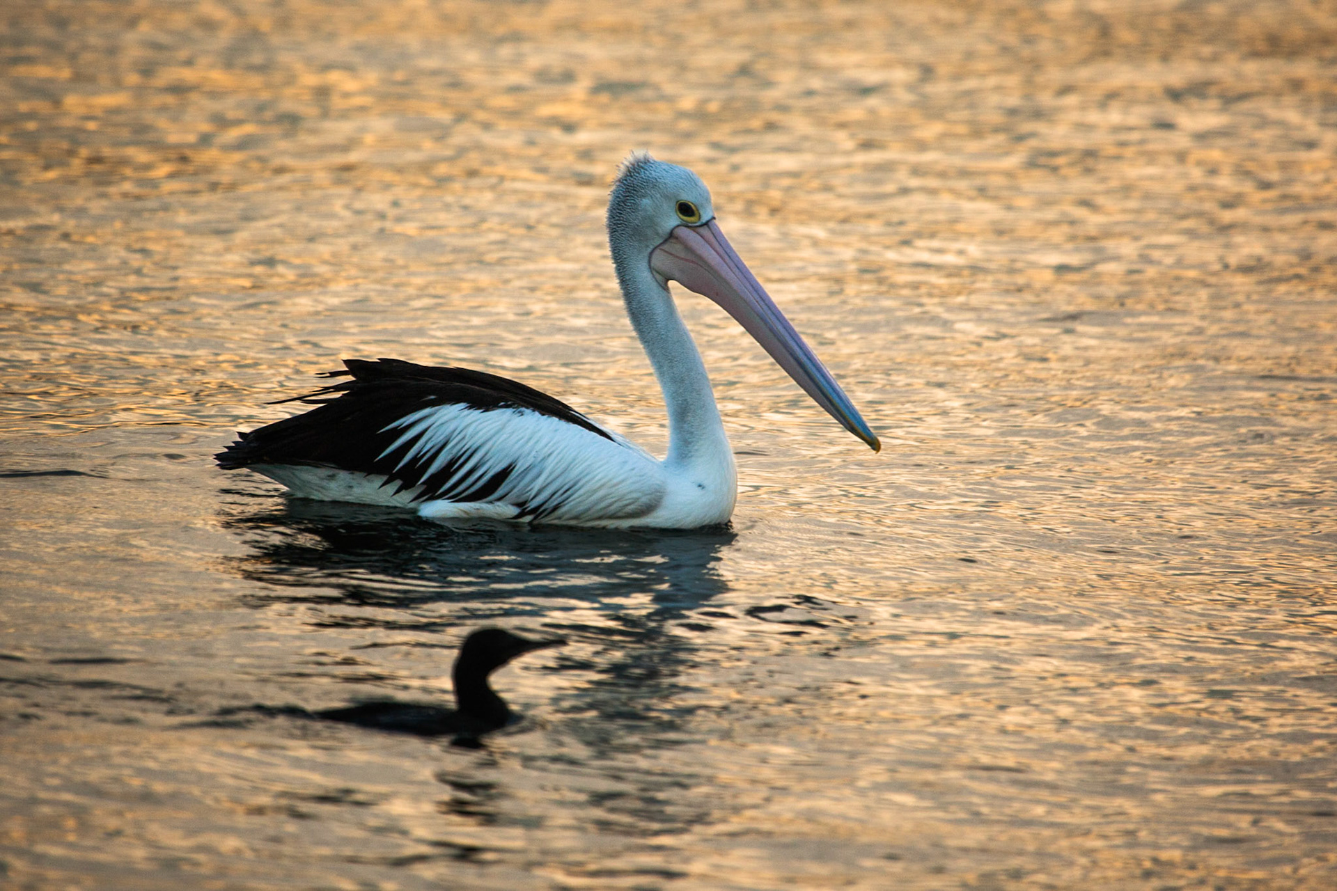 Backlit Australian pelican. Shooting almost directly into the setting sun. Hunter river, Newcastle