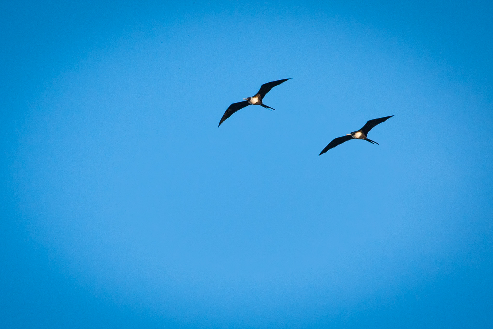 Great frigatebird, Lady Elliot Island, Queensland, Australia