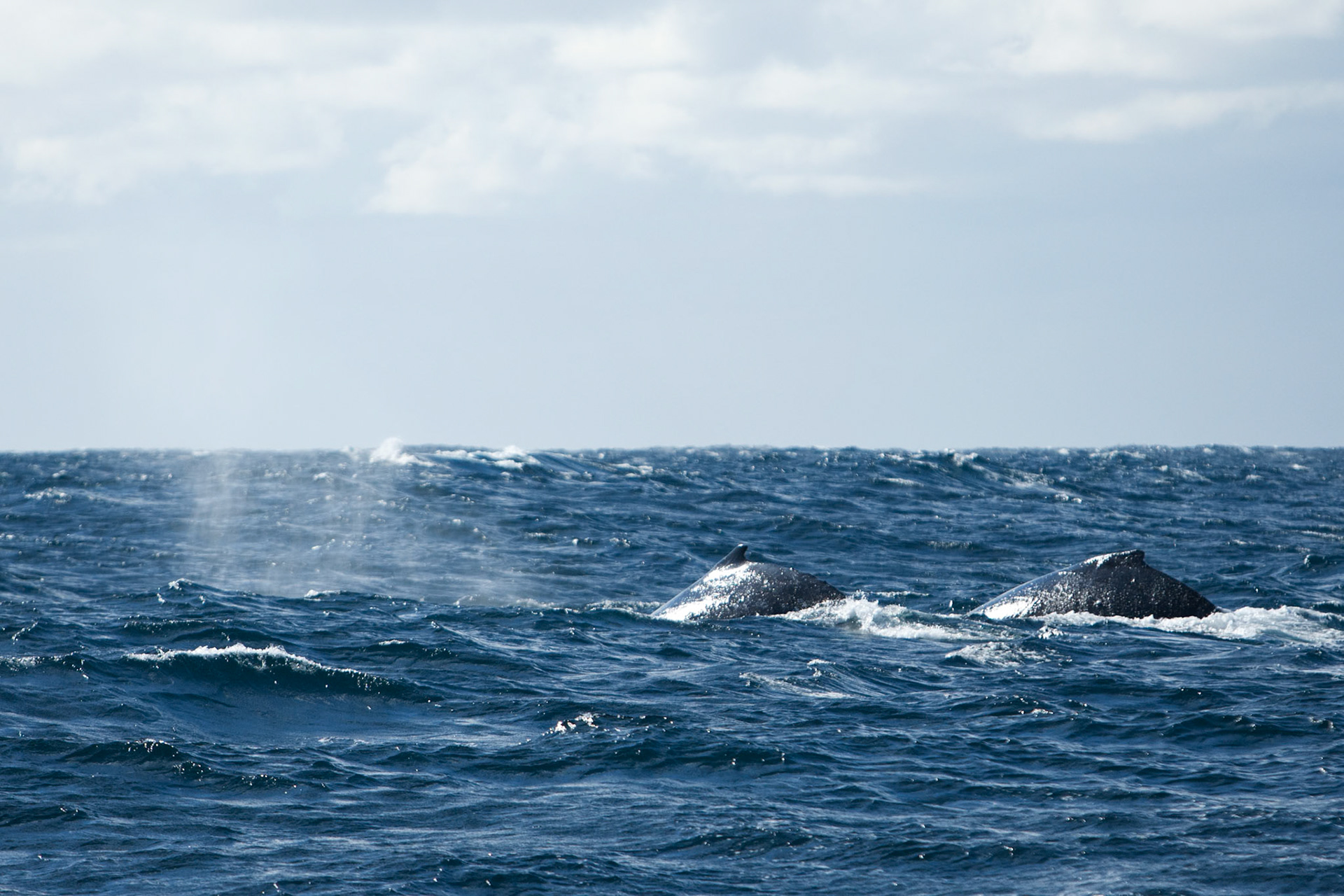 Humpback whales, Sydney