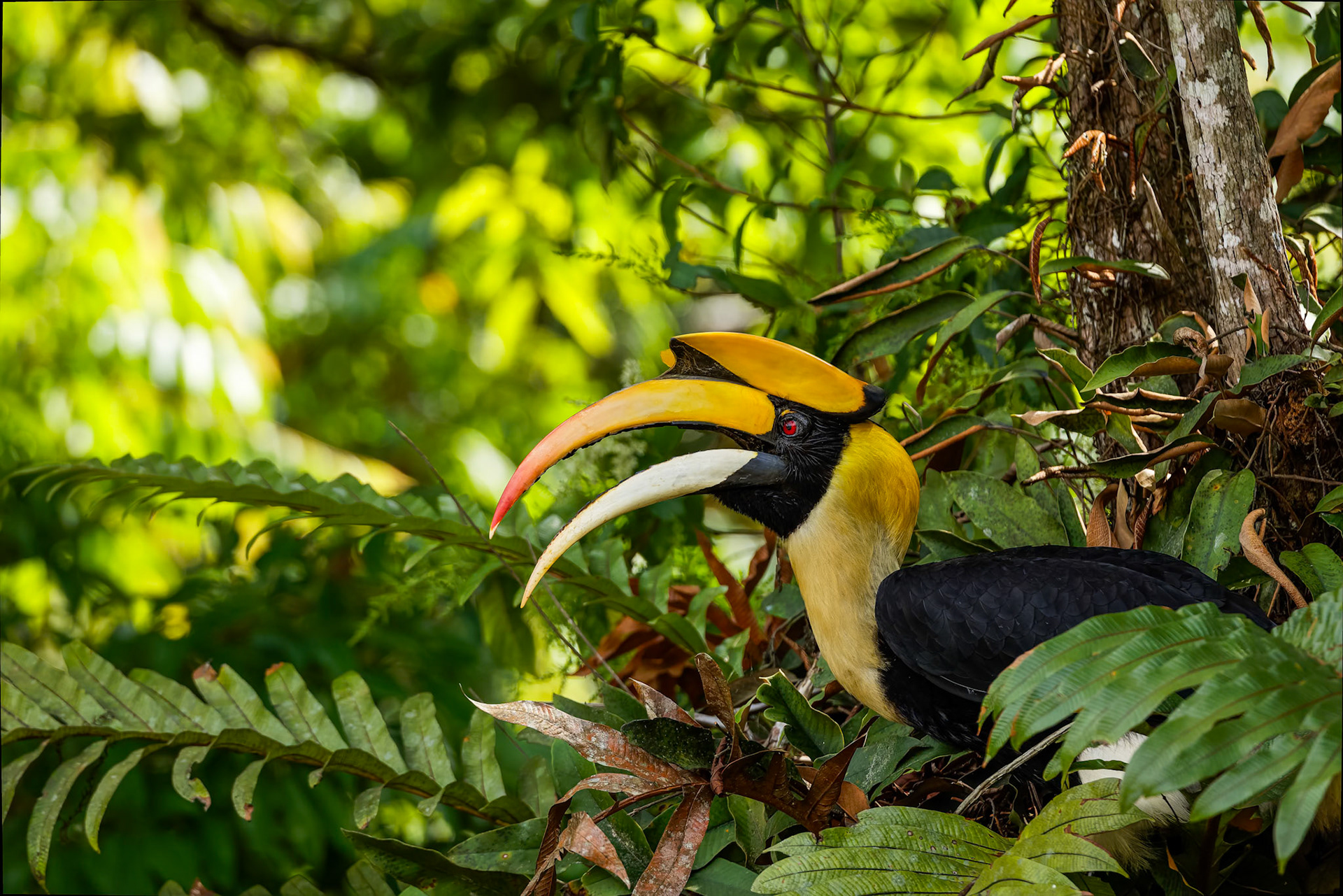 Great hornbill, Khaeng Krackan National Park, Thailand