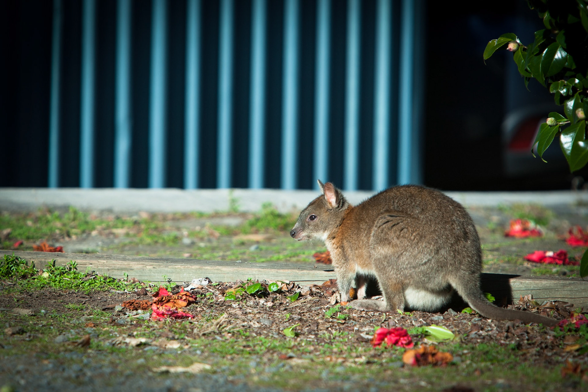 Lamington National Park, Queensland
