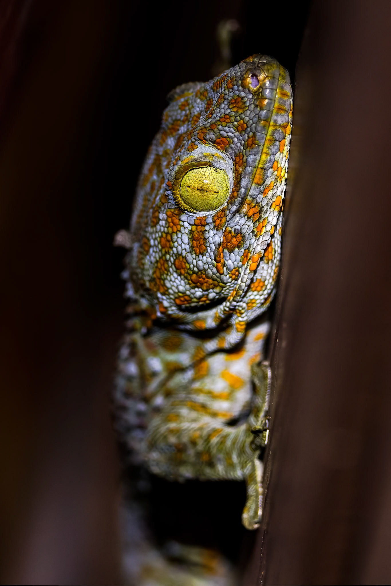 Tokay gecko, Khaeng Krackan National Park, Thailand