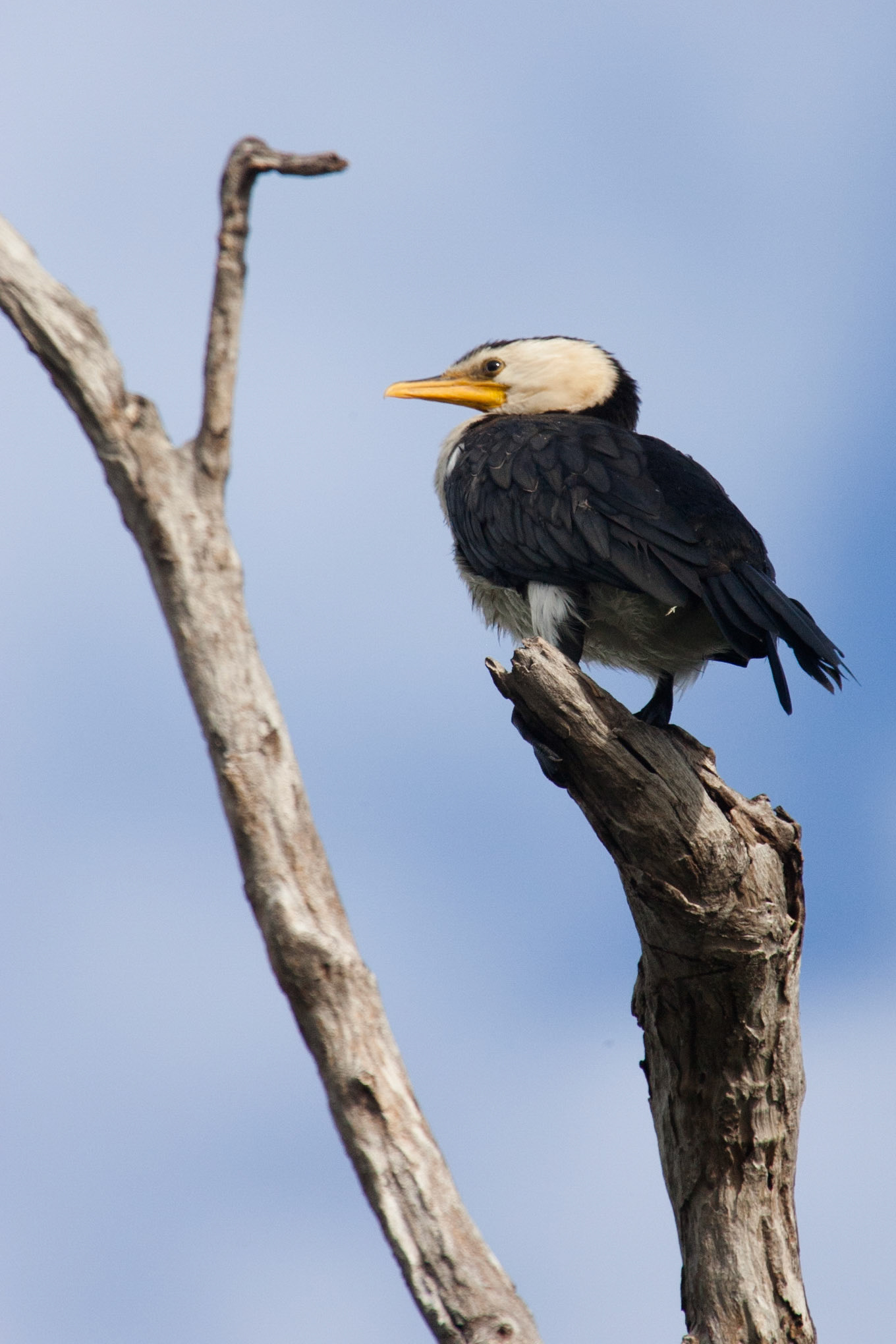 Little pied comorant Cooinda, Kakadu, Northern Territory