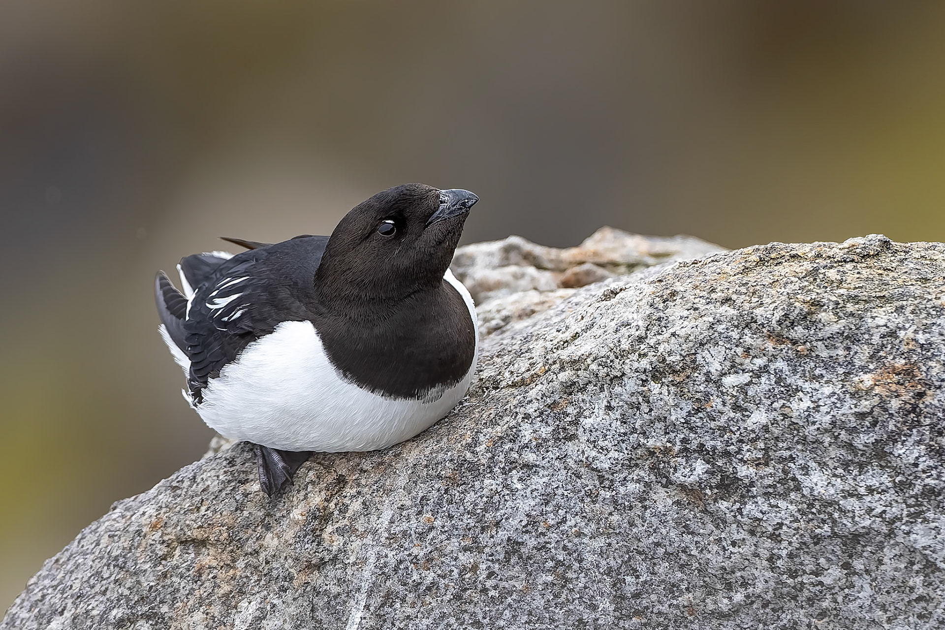 Little auk, Ytre Norkoya, Svalbard, Norway
