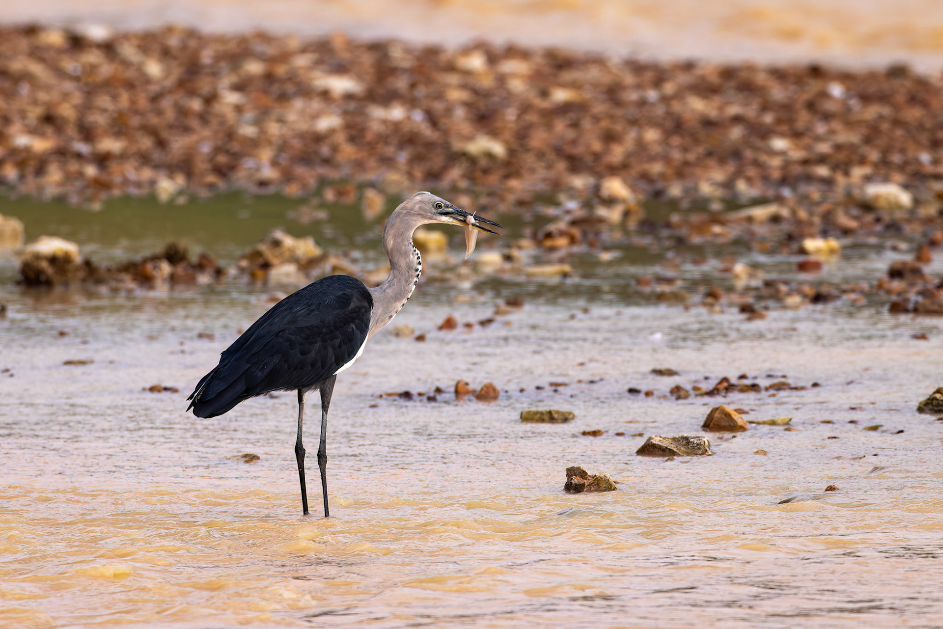 White-necked heron and bull-headed catfish, Birdsville, Queensland, Australia