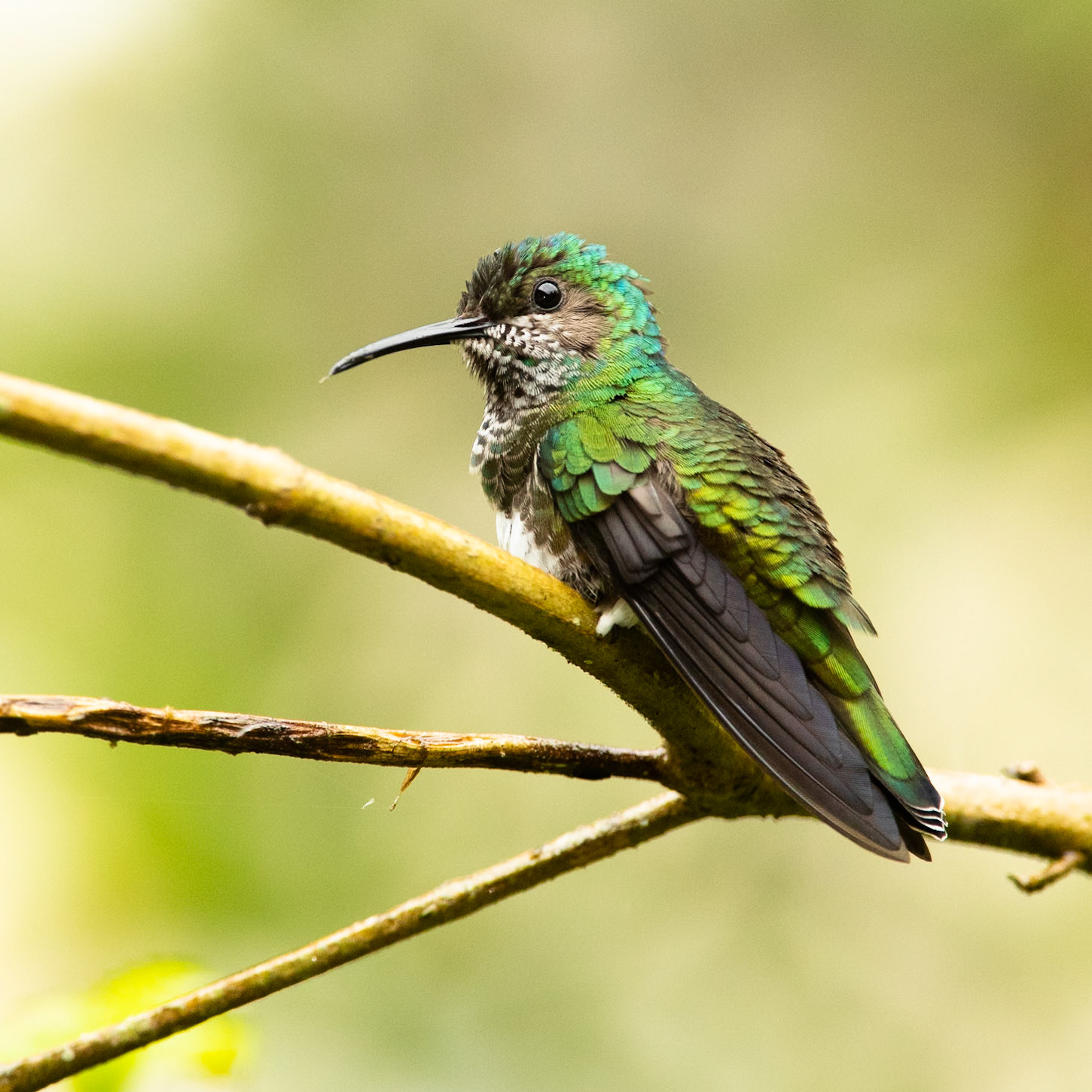 White-necked Jacobin (female), Amazonia Lodge, Manu National Park,  Peru
