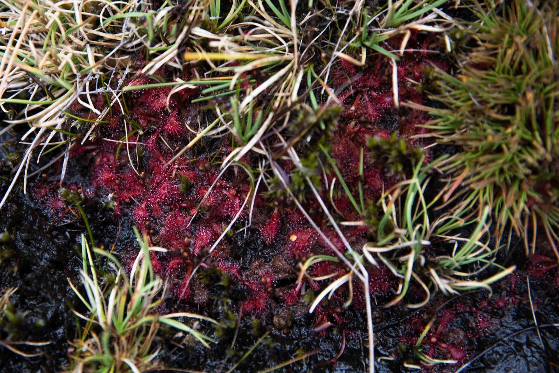 Silica rapids, Tongariro, New Zealand