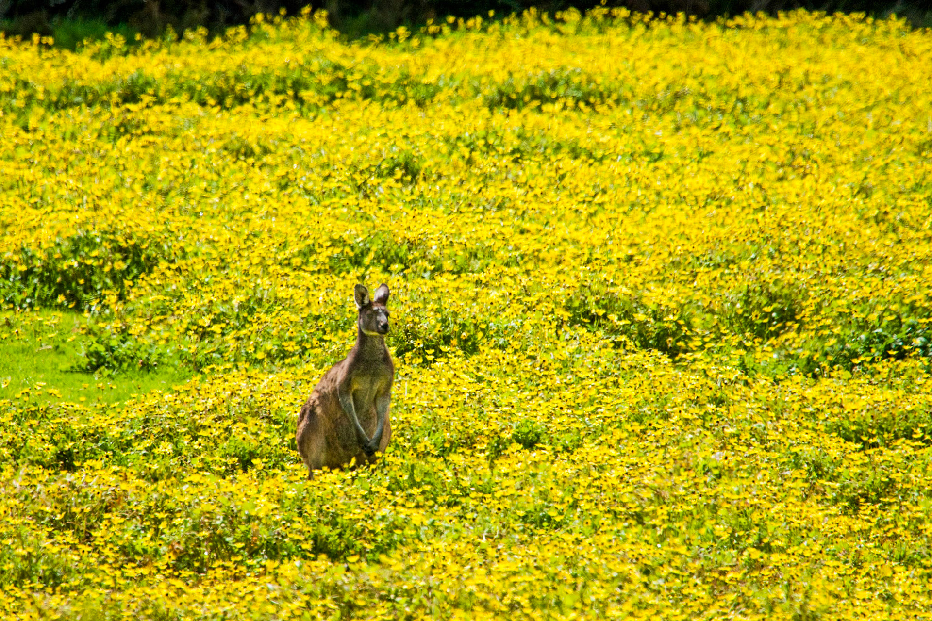 A wallaby/ kangaroo in a field of dramatic yellow daisies- wildflower season in Western Australia. Taken nead or en route to Beedlup Falls, near Walpole