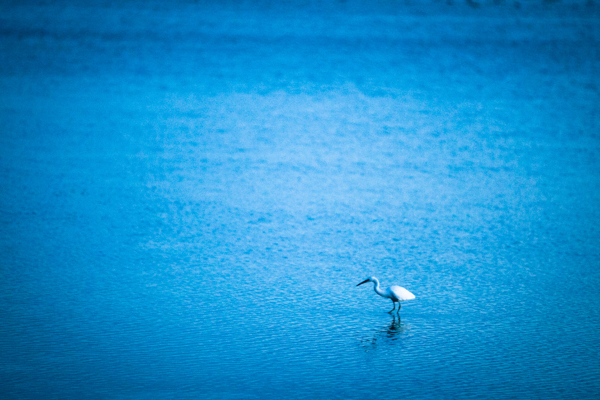 Eastern-reef egret, Lady Elliott Island, Queensland, Australia