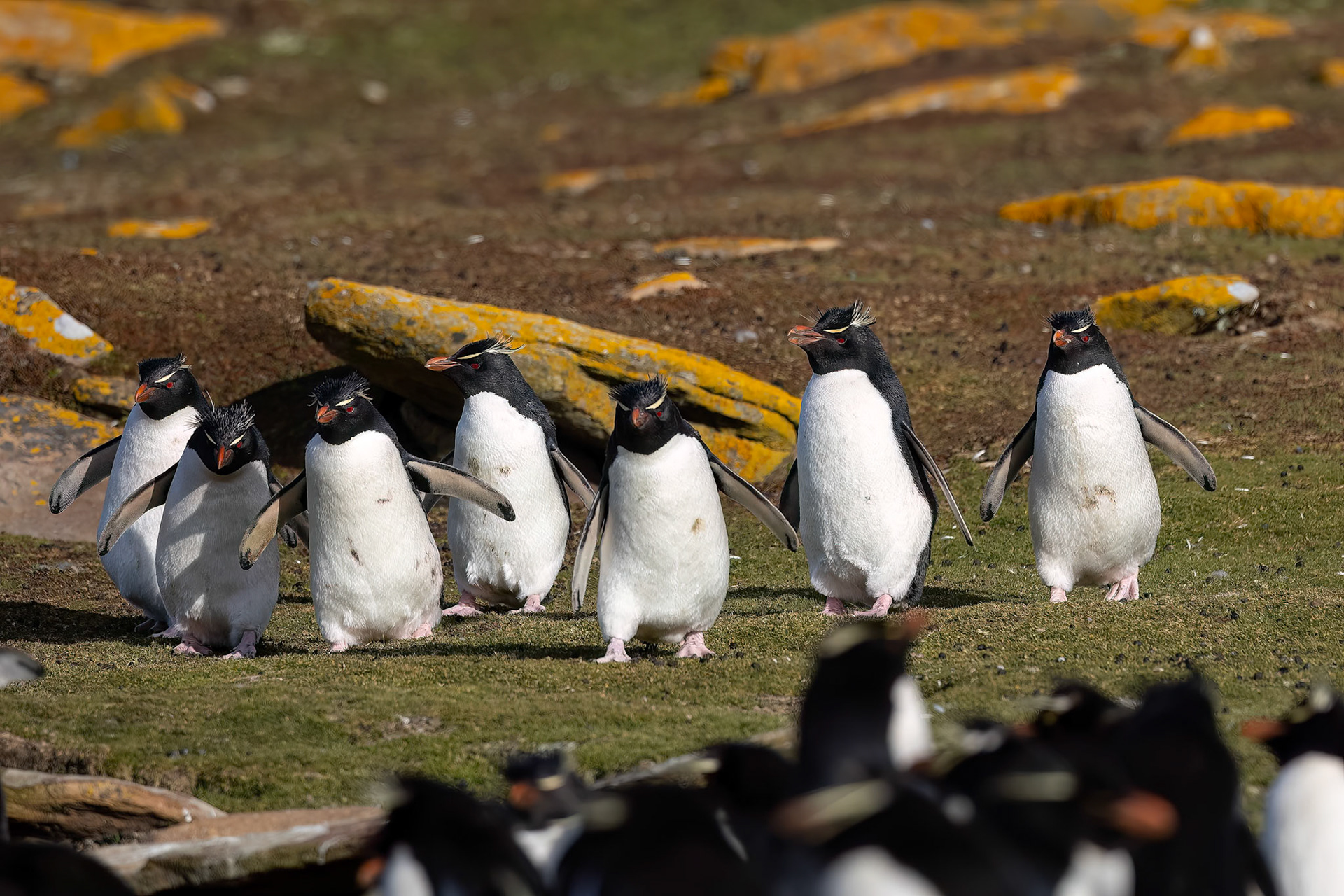 Southern rockhopper penguin, The Settlement, Saunders Island, Falkland Islands
