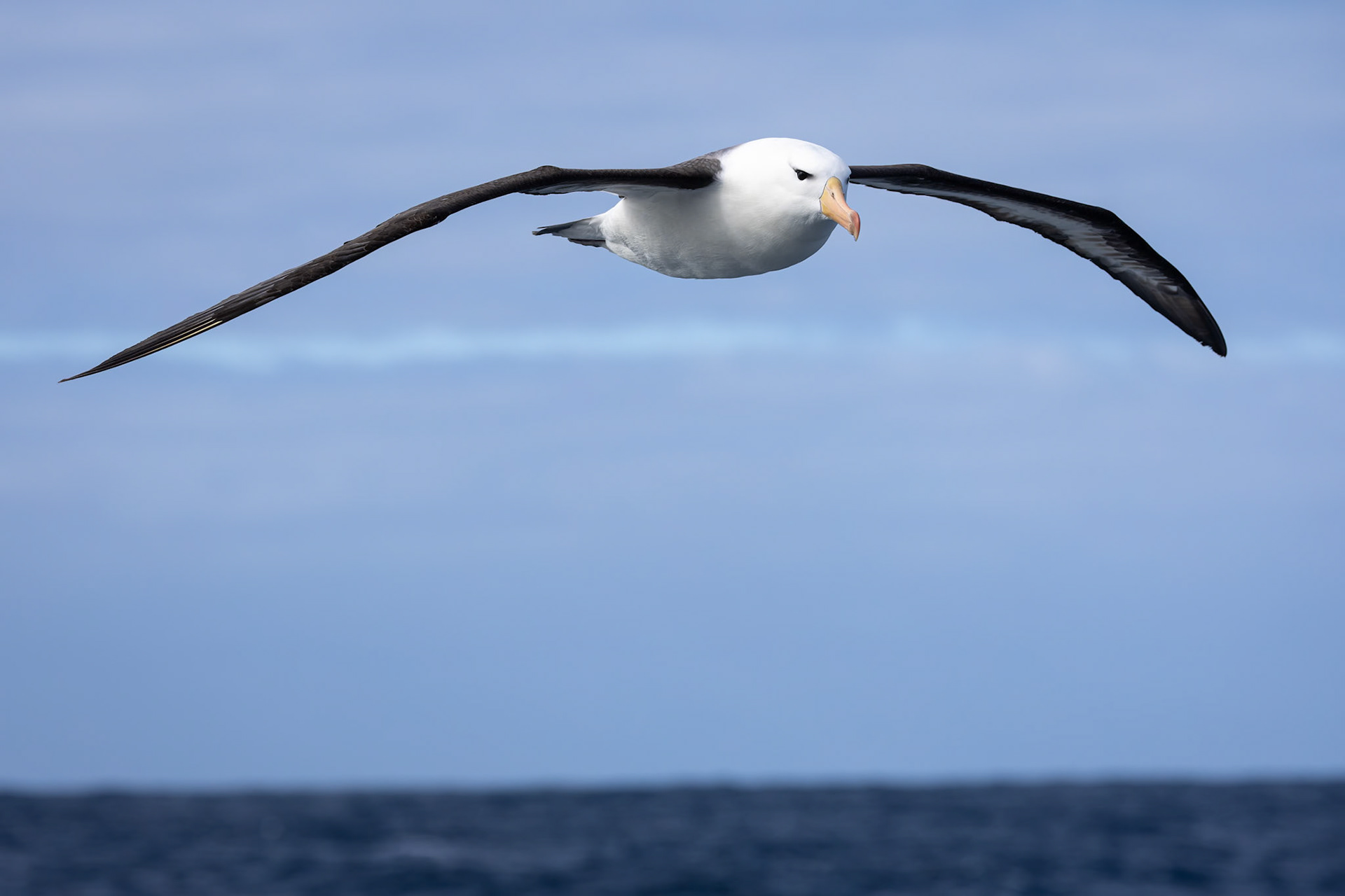 Black-browed albatrosss, towards Ushuaia, Argentina