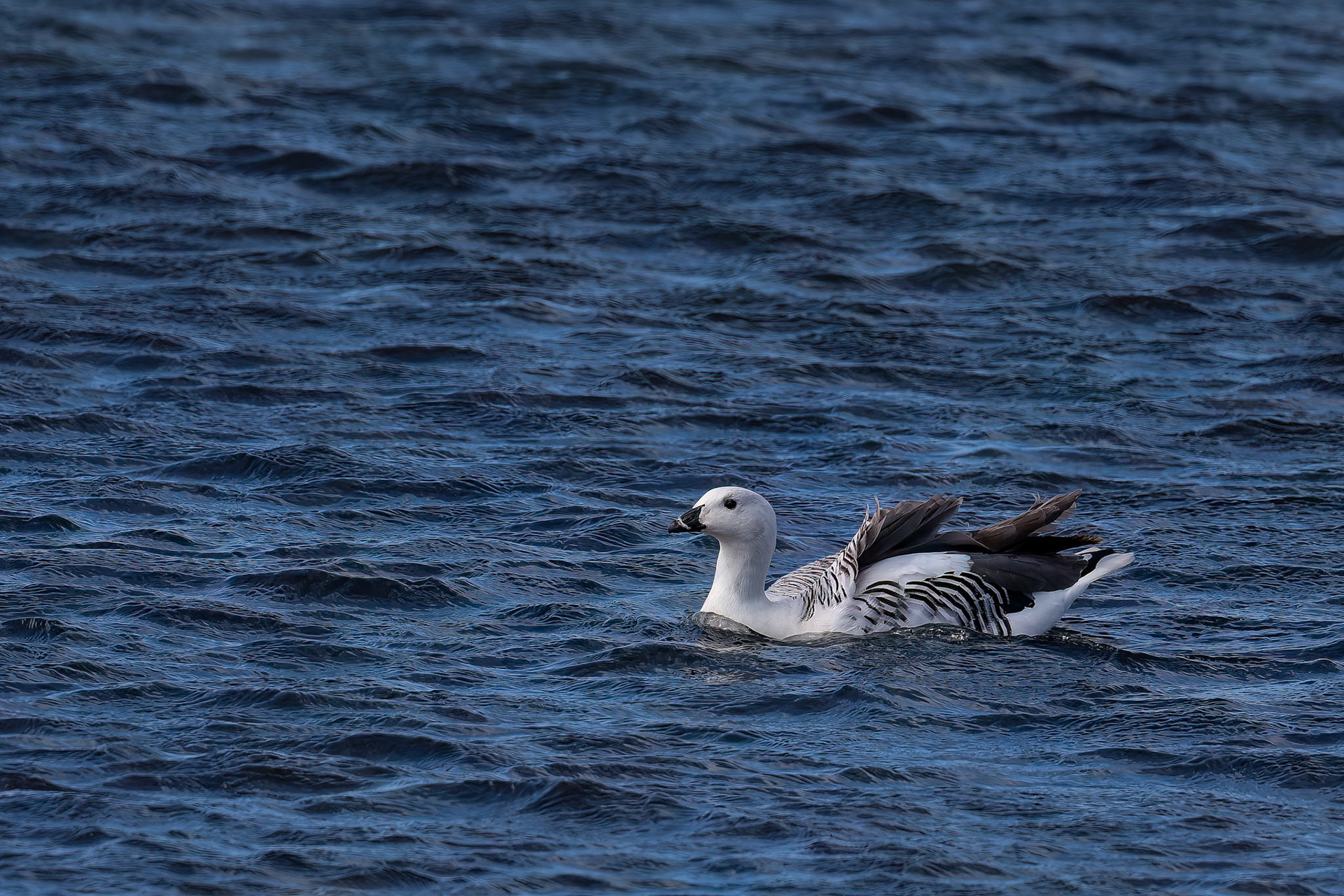 Upland goose, Bleaker Island, Falkland Islands