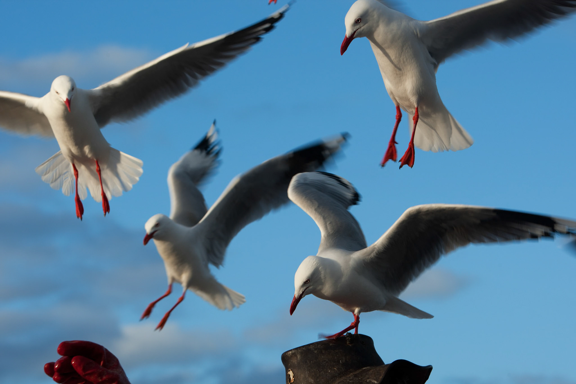 Silver gulls gathered for feeding, Kingscote, Kangaroo Island