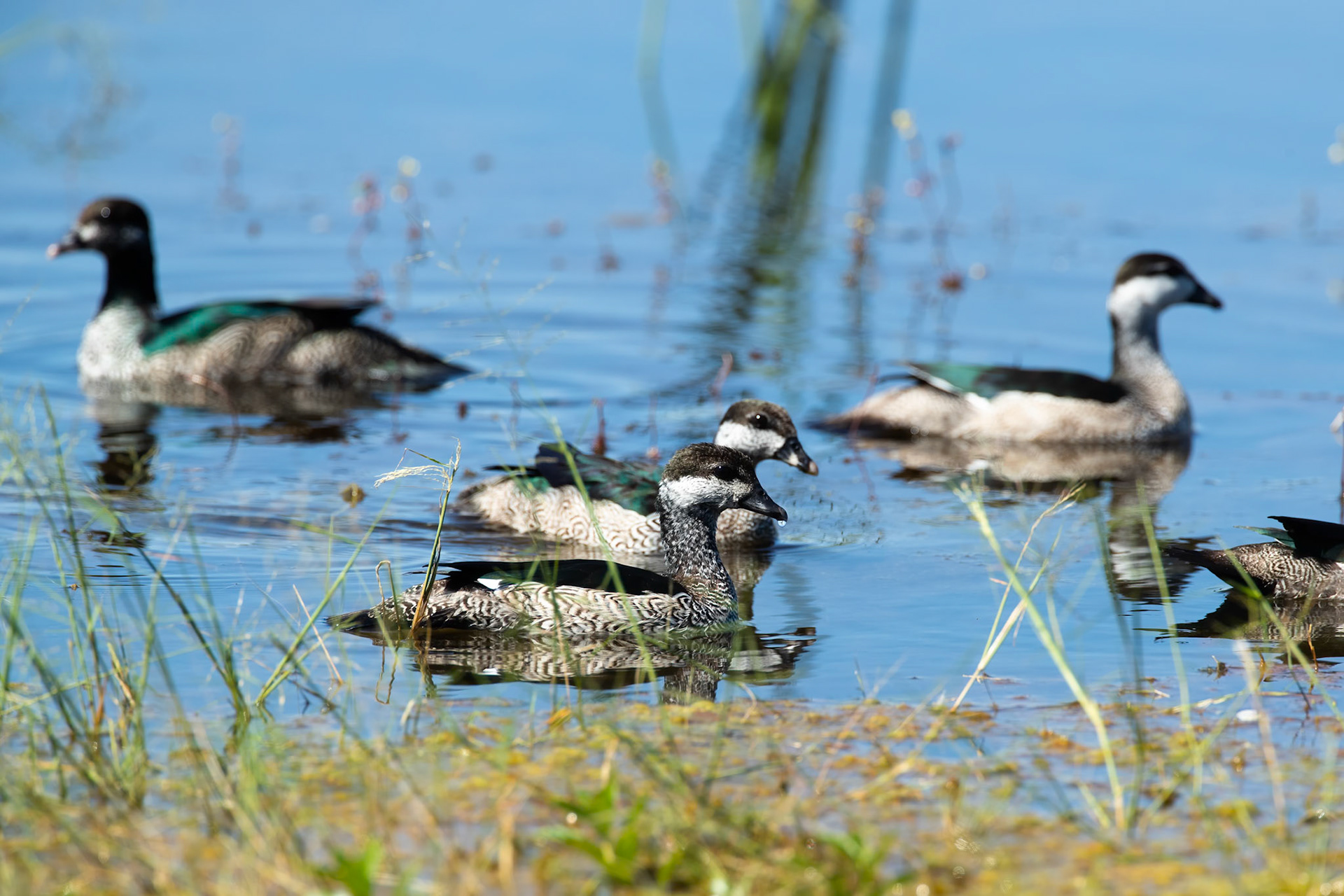 Green pygmy-goose, Mamukala wetlands, Kakadu, Northern Territory, Australia