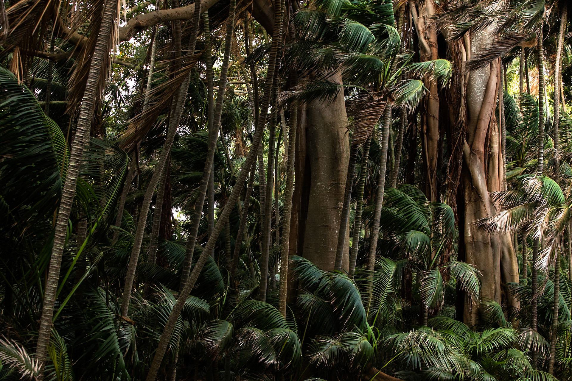 Lord Howe Island Banyan, Lord Howe Island, New South Wales, Australia