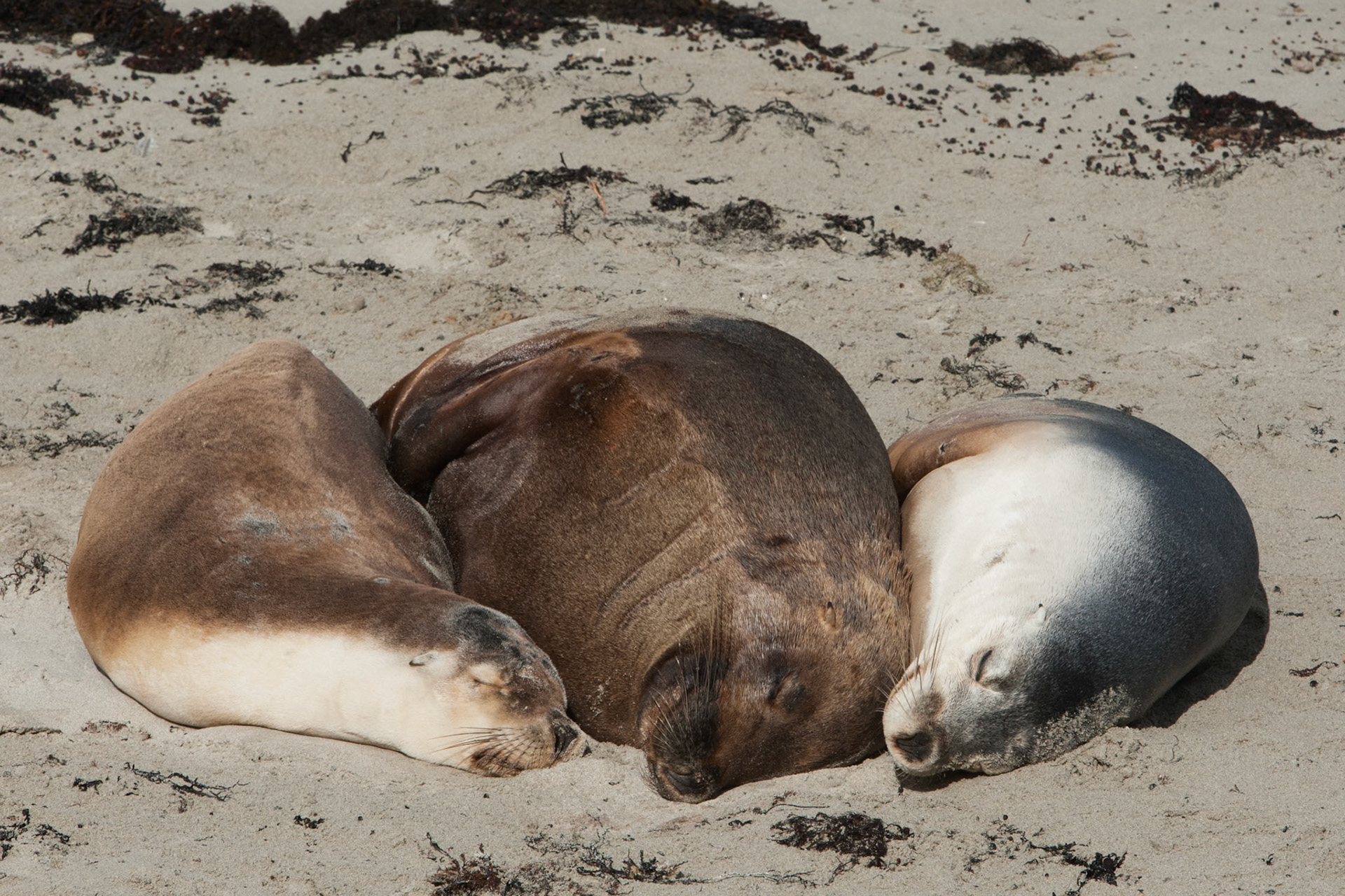 Australian sealions, Seal Bay, Kangaroo Island