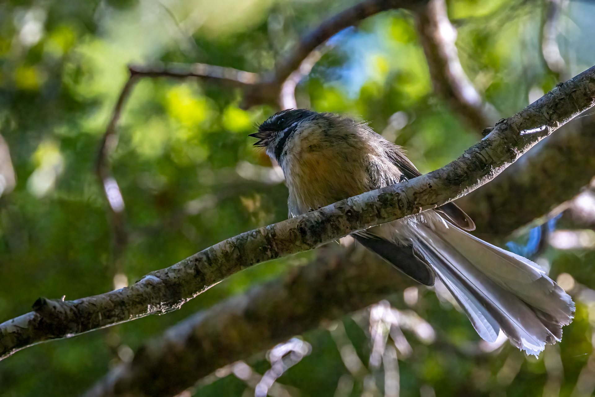 New Zealand fantail, Milford, New Zealand