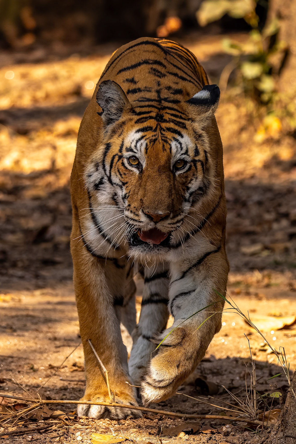Bengal tiger, Khana, India