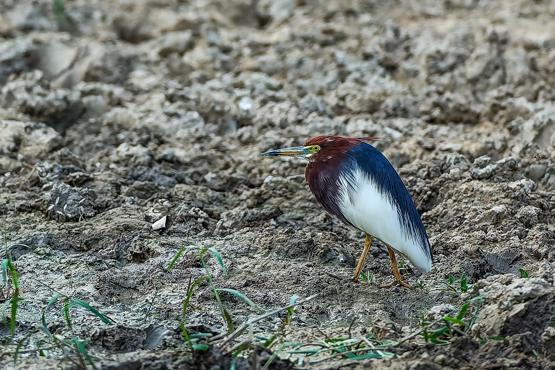 Chinese pond heron, Khaeng Krackan National Park, Thailand