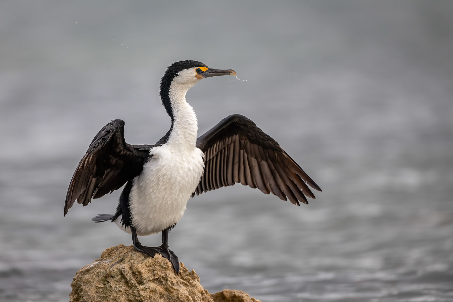 Pied cormorant, Perth, West Australia