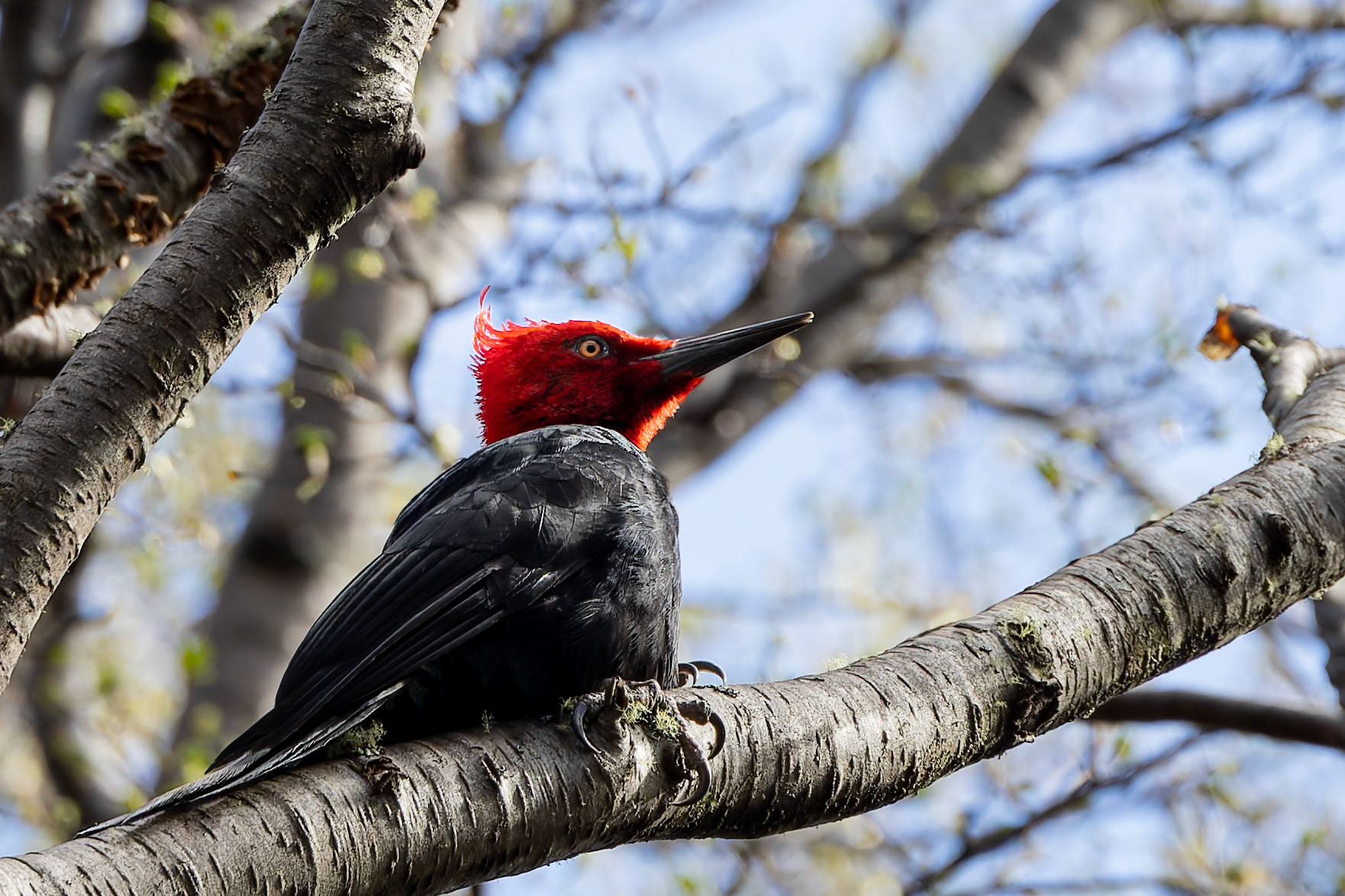 Magellanic woodpecker, Punta Arenas, Patagonia, Chilé