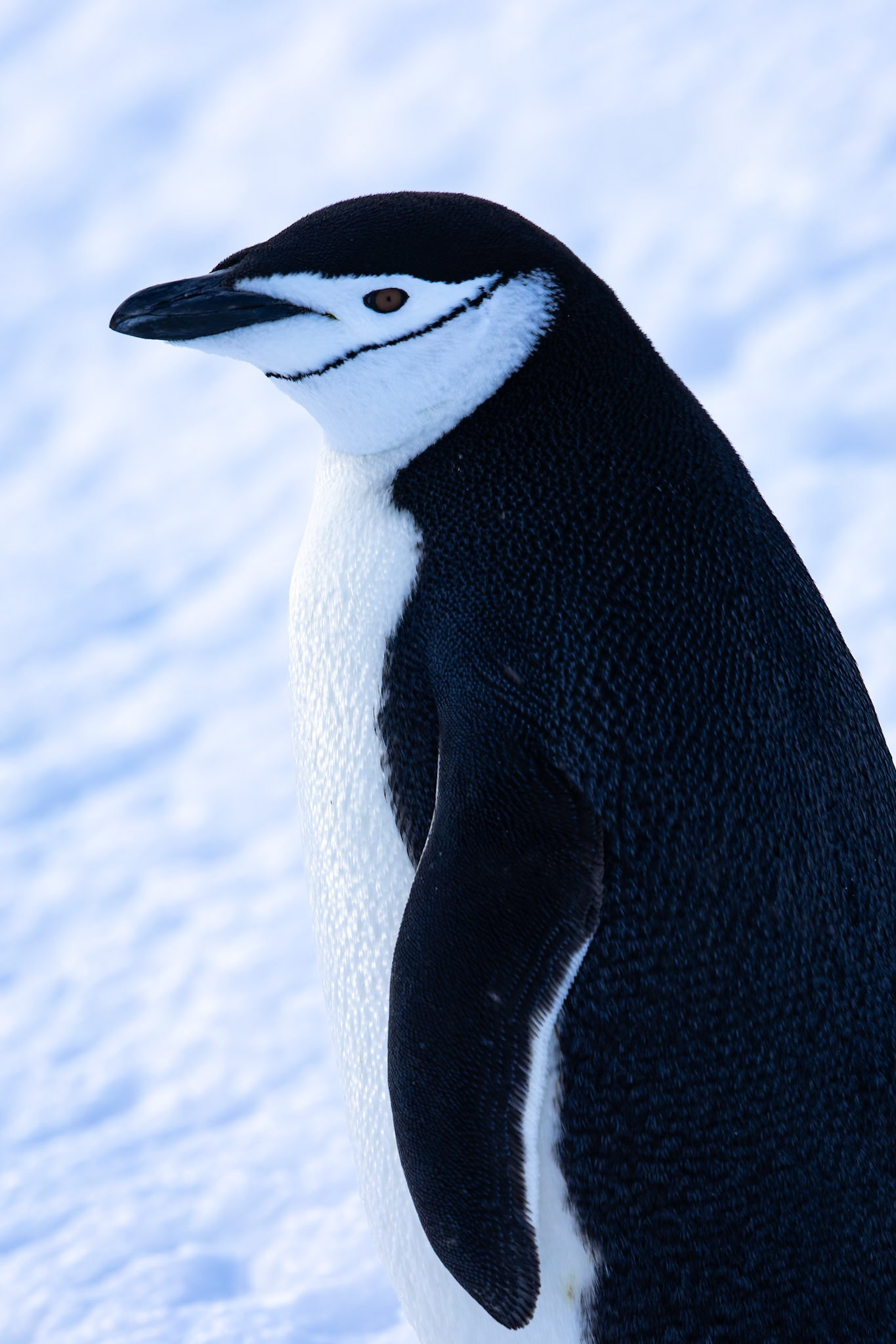 Chinstrap penguin, Half-moon Island, Shetland Islands, Antarctica
