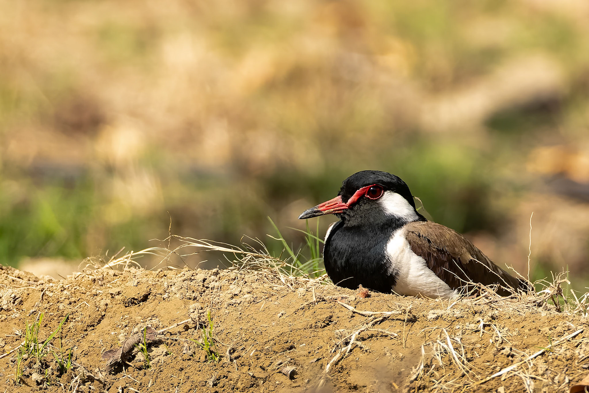 Red-wattled lapwing, Keoladeo National Park, Bharatpur, India