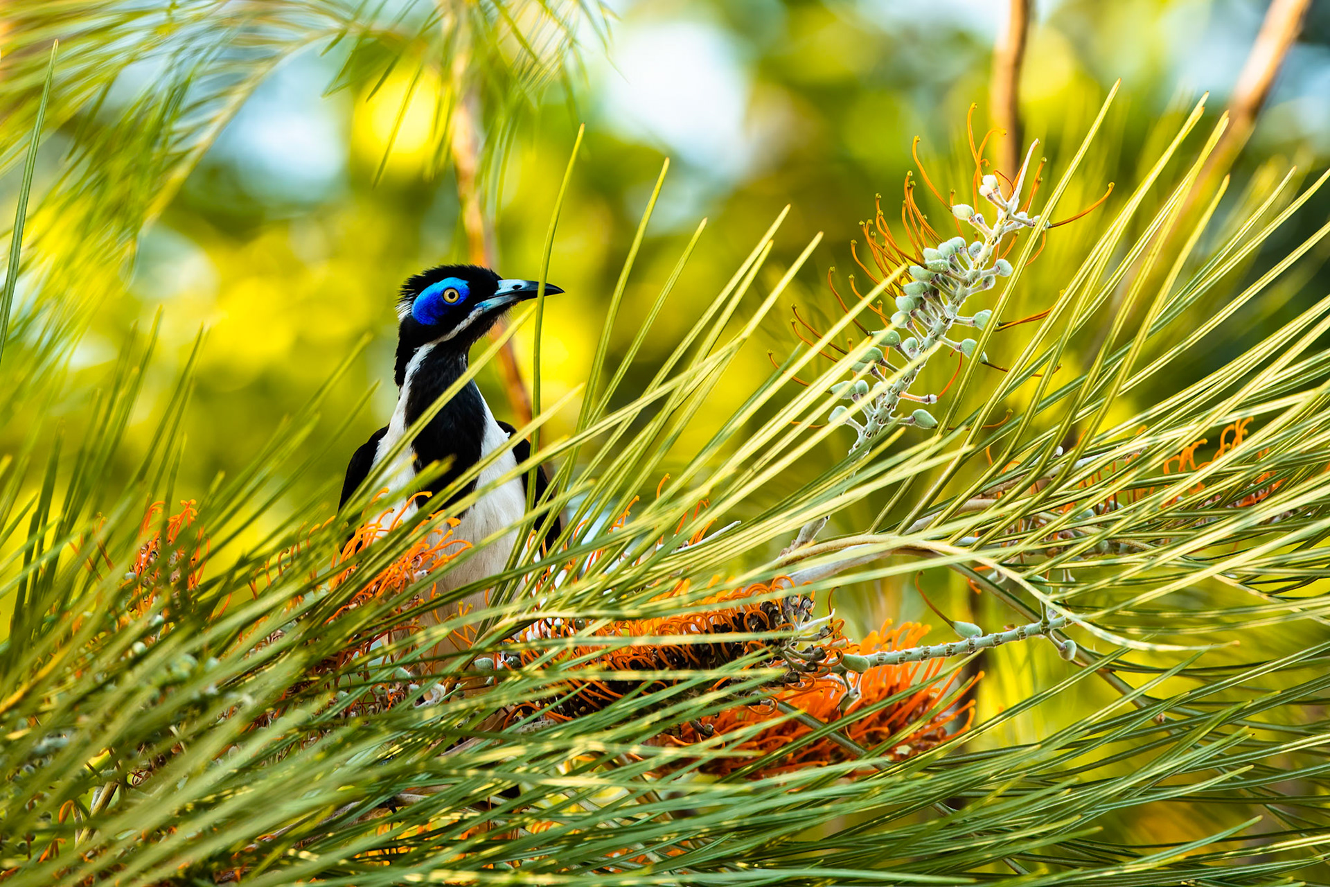 Blue-faced honeyeater, Pine Creek, Northern Territory, Australia