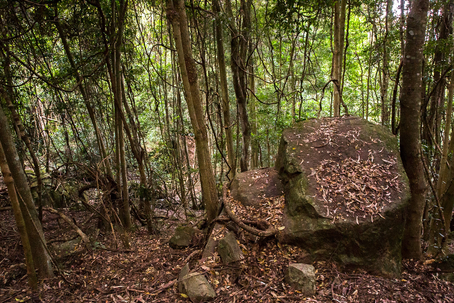 Started at the Scenic Railway and descended via Furber Steps to Federal Pass. Traversed Federal Pass past the lower station of Scenic Railway; through the landslide area; past the bottom of Golden Stairs as far as Ruined Castle.  Lunch on top Ruined Castle then completed a circuit around Ruined Castle back to Federal Pass.  Retraced our steps to Golden Stairs which we took up to Narrow Neck. Notes by Peter Watt.