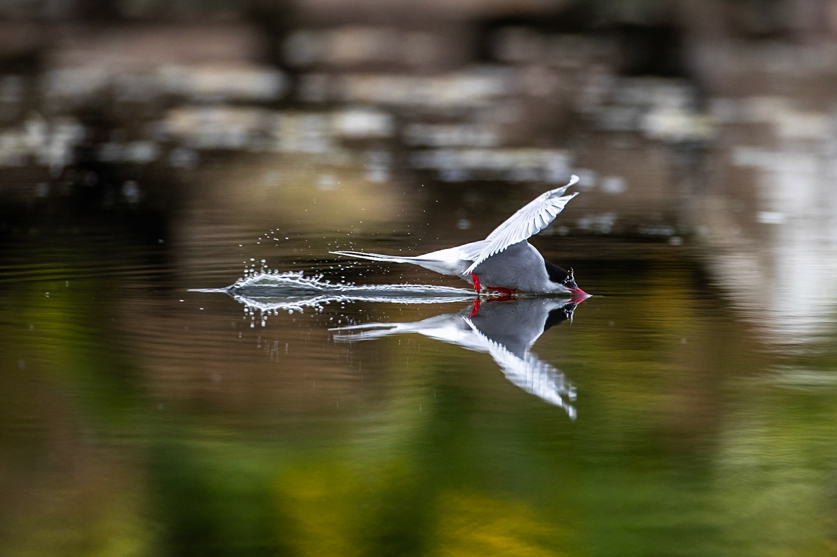 Arctic tern, Grímsey Island, Iceland