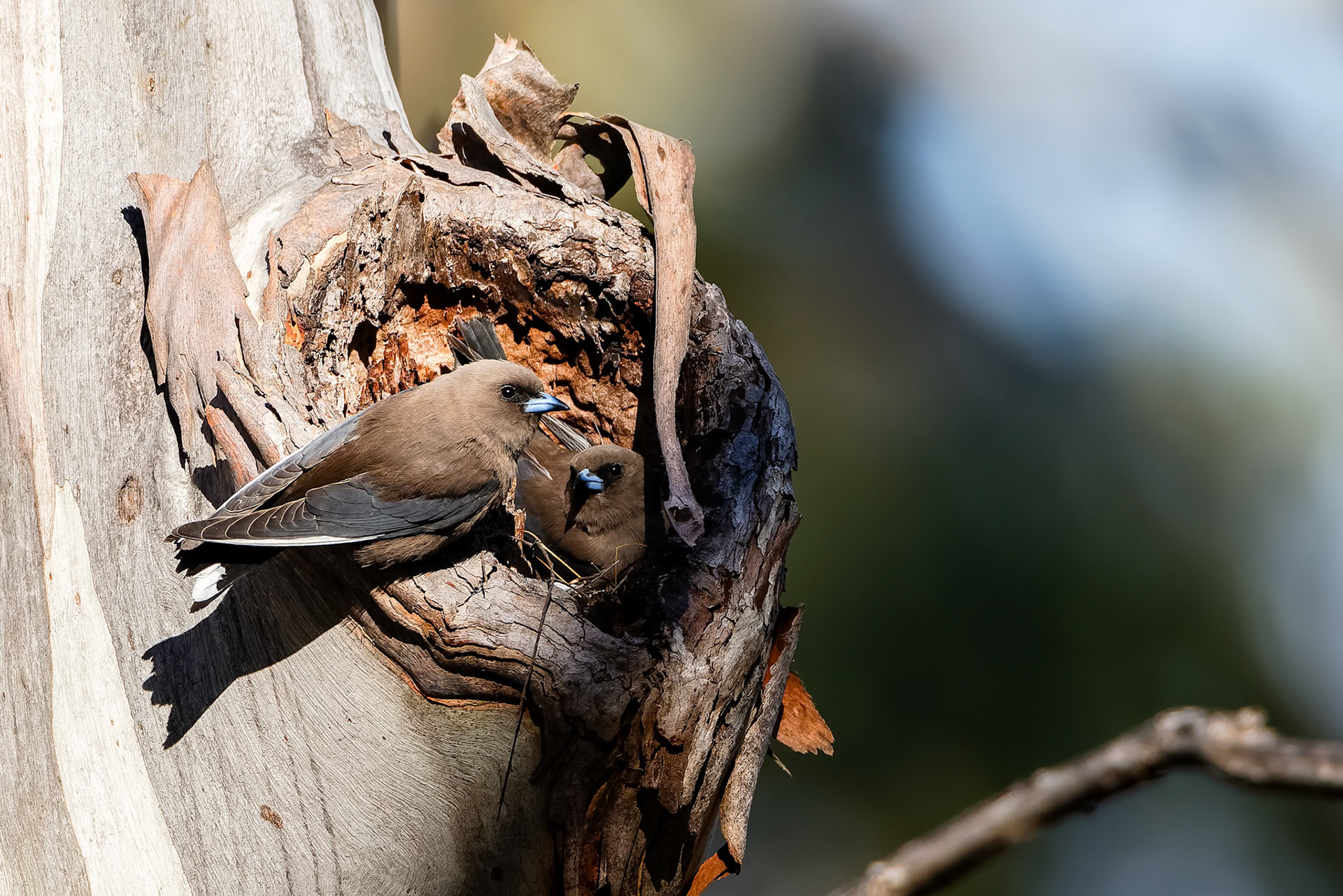 Dusky woodswallow, Bruny Island, Tasmania, Australia