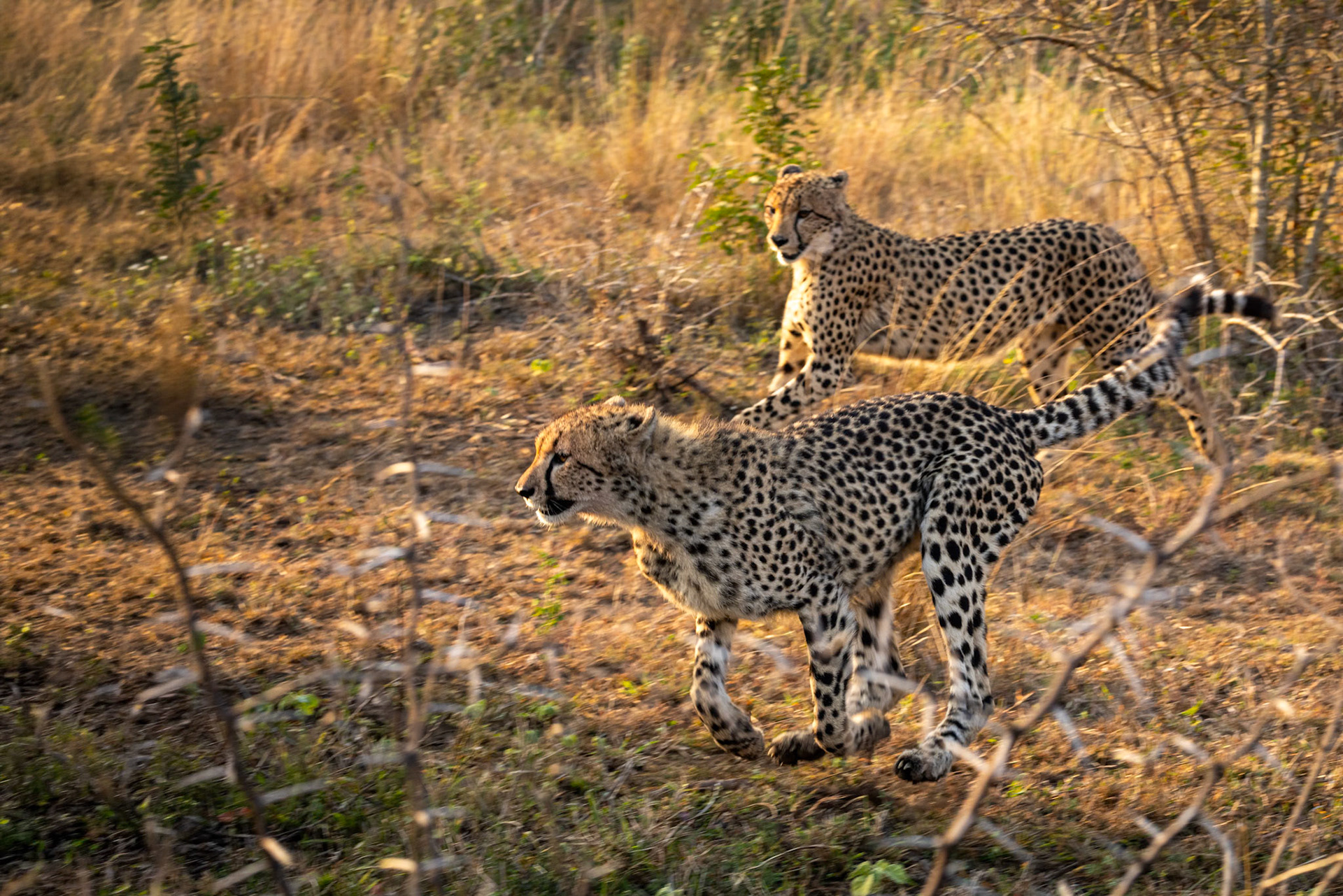 Cheetah, Phinda, South Africa
