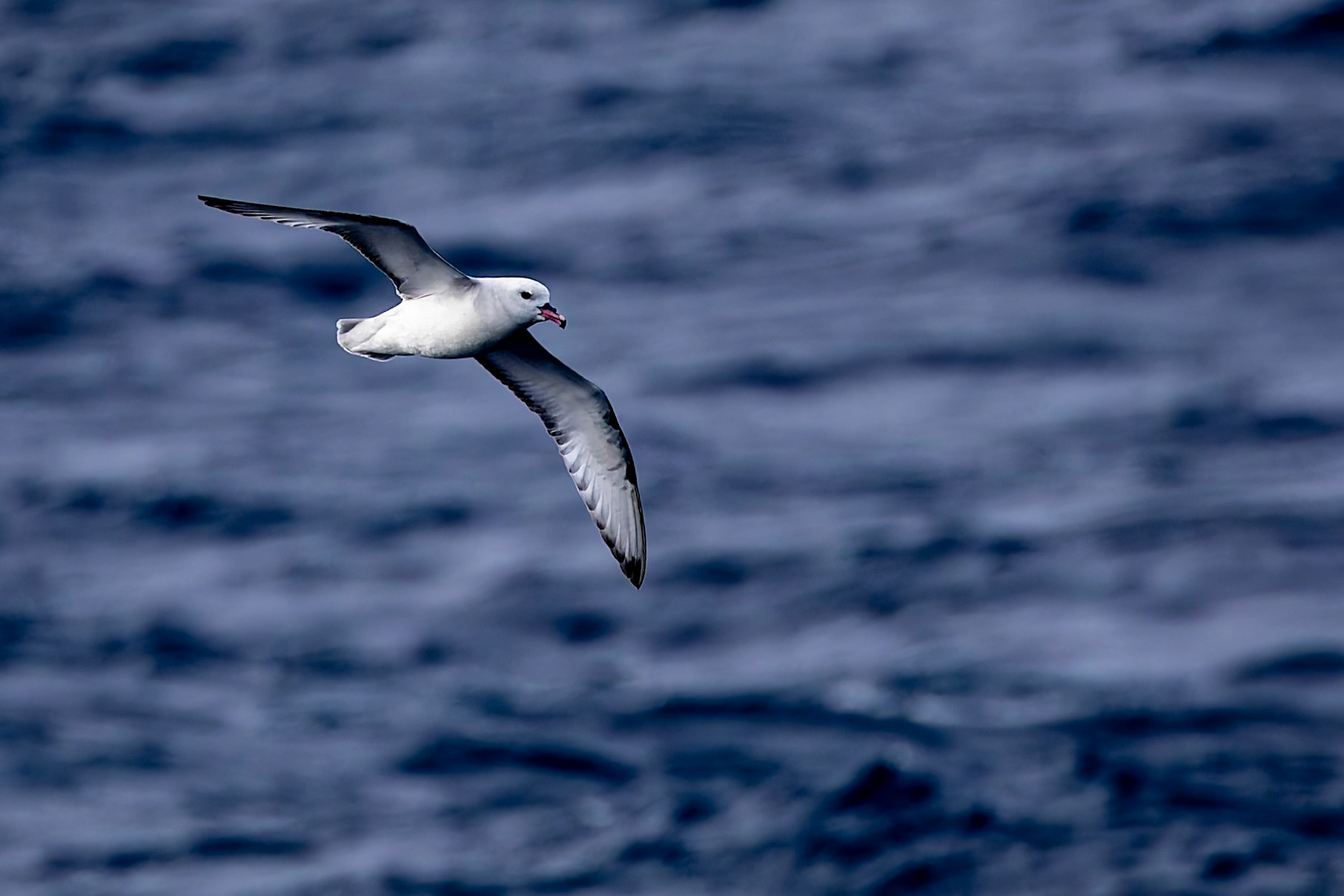 Southern fulmar, towards Ushuaia, Argentina