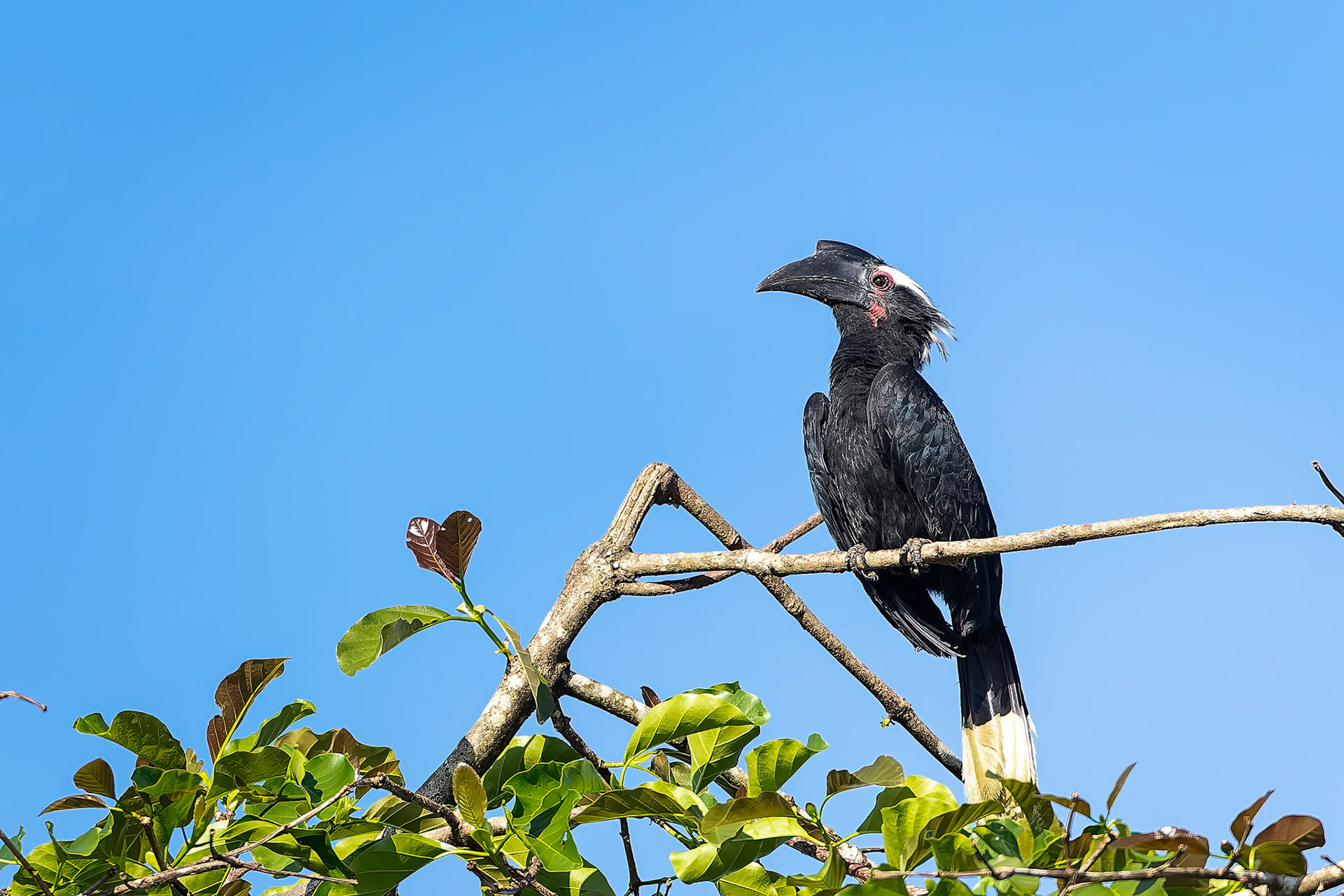 Black hornbill, Sukau, Borneo