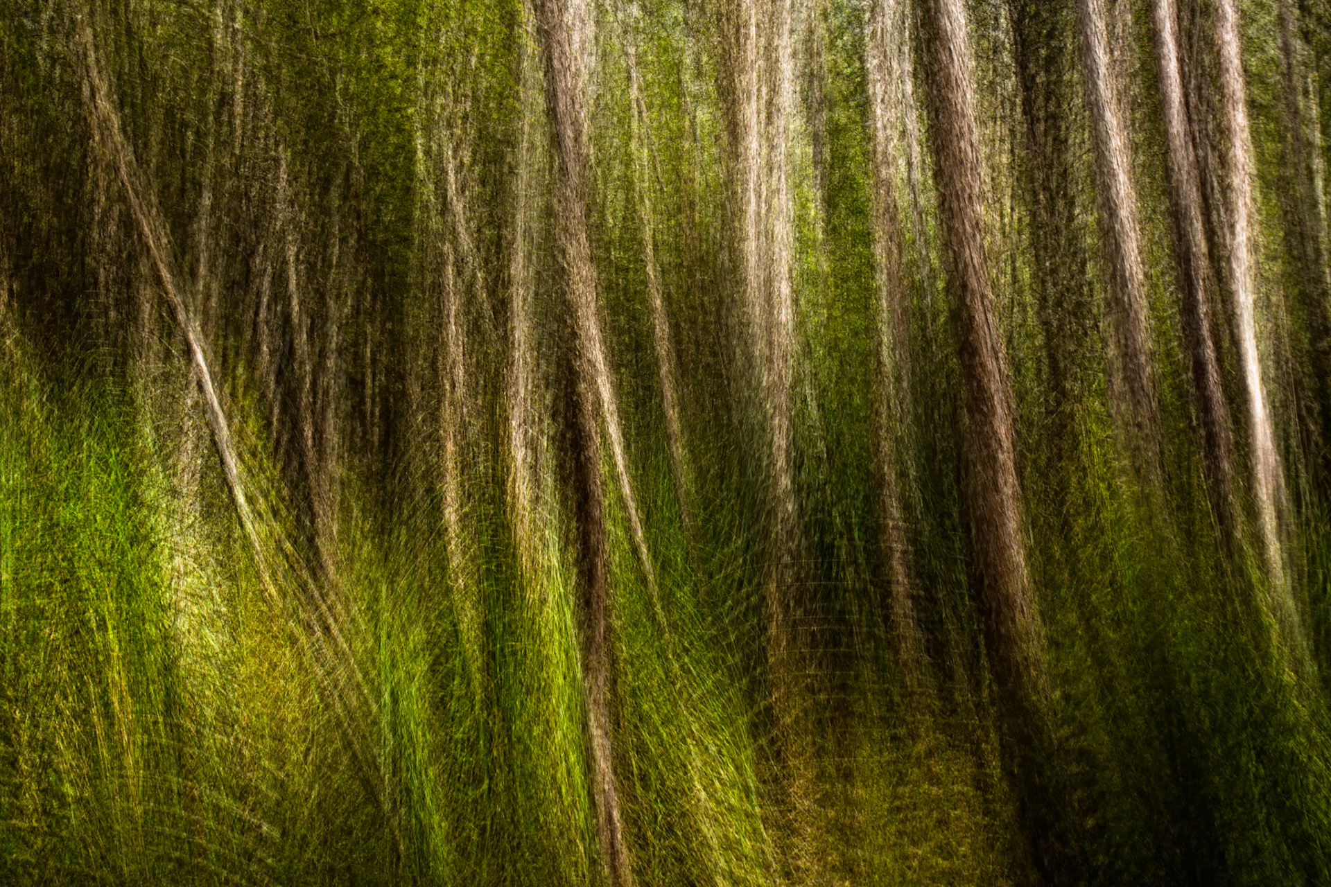 Pine Forest Moor to Pelion, The Overland Track, Cradle Mountain- Lake St Clair National Park, Tasmania.