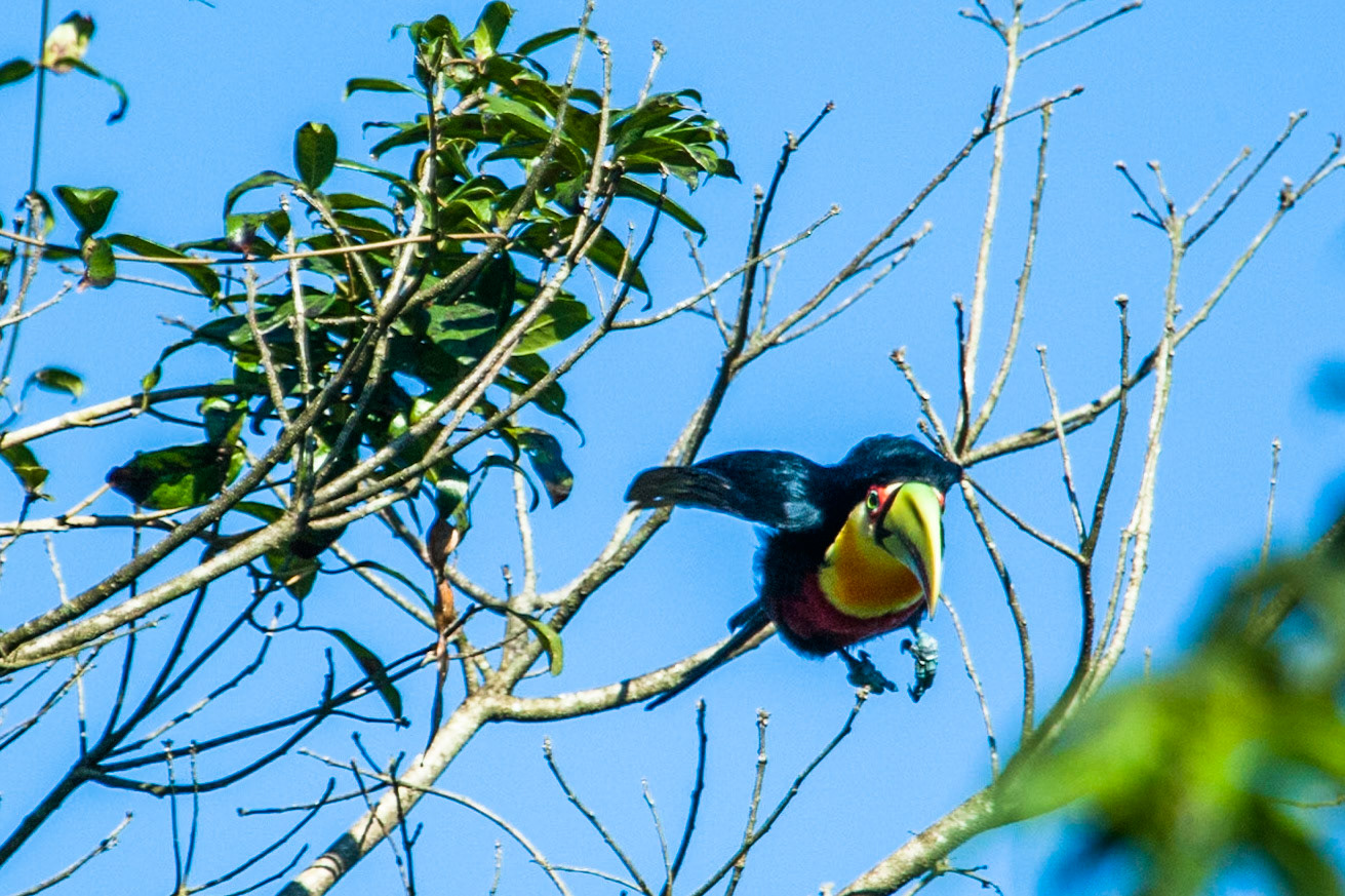 Red-breasted toucan, Moconá, Misiones, Argentina