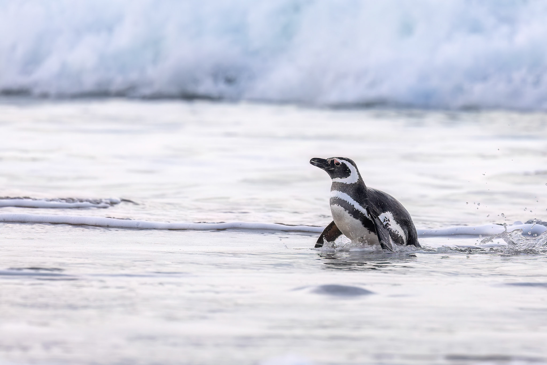 Magellanic penguin, Bleaker Island, Falkland Islands