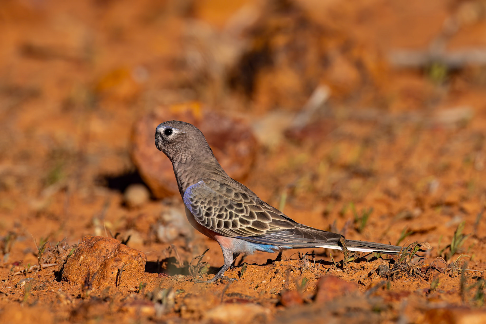 Bourke's parrot, Windorah to Eromanga, Queensland, Australia