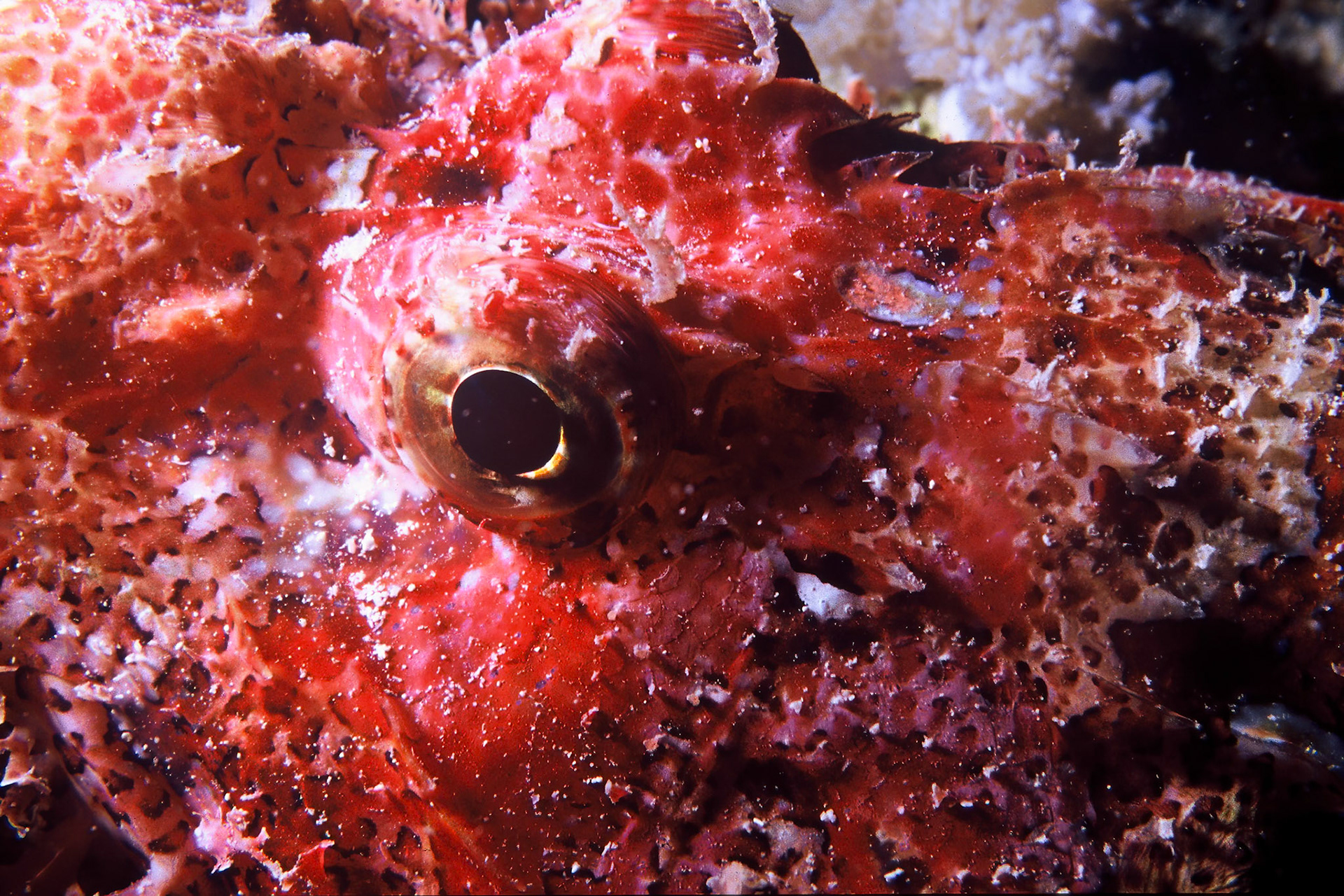 Scorpionfish, Comores