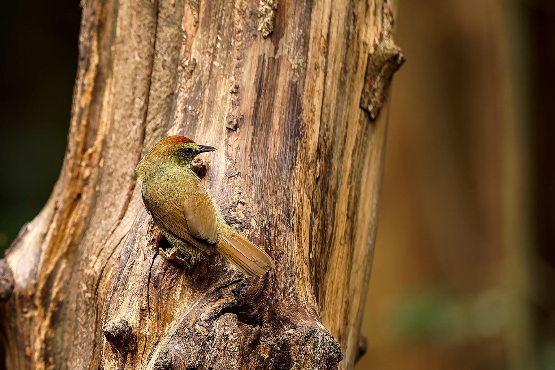 Pin-striped tit-babbler, Khaeng Krackan National Park, Thailand