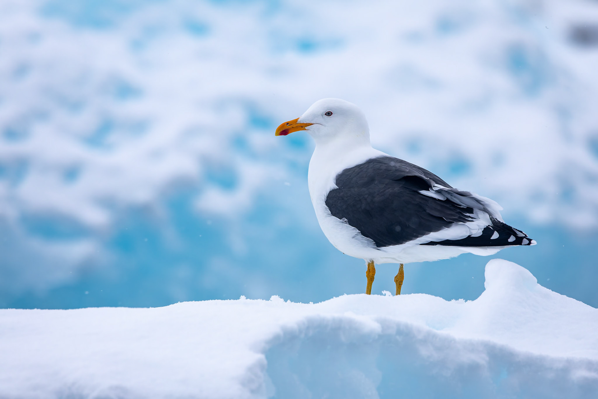 Kelp gull, Cierva Cove, Antarctica