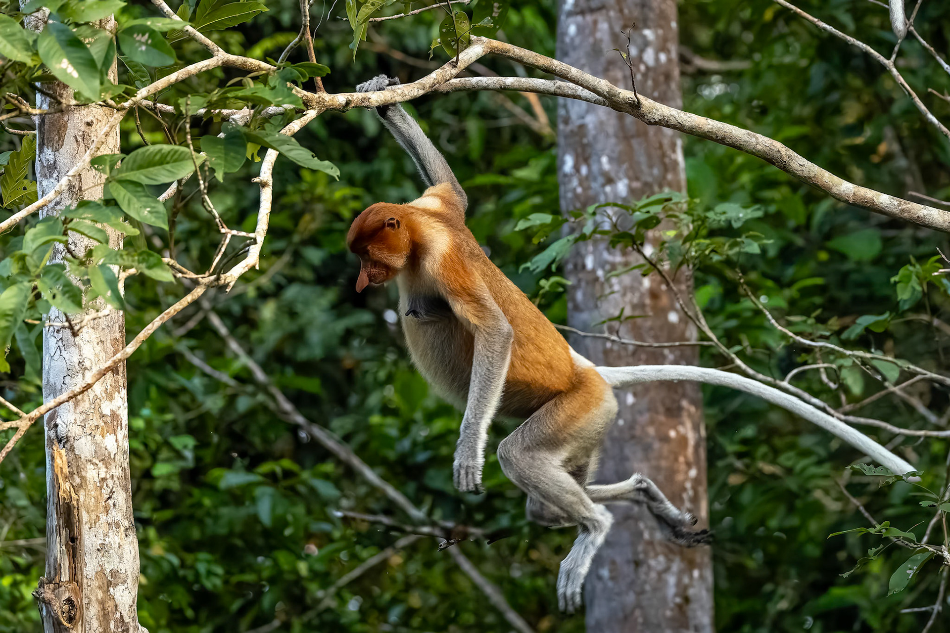 Proboscis monkey, Sukau, Borneo