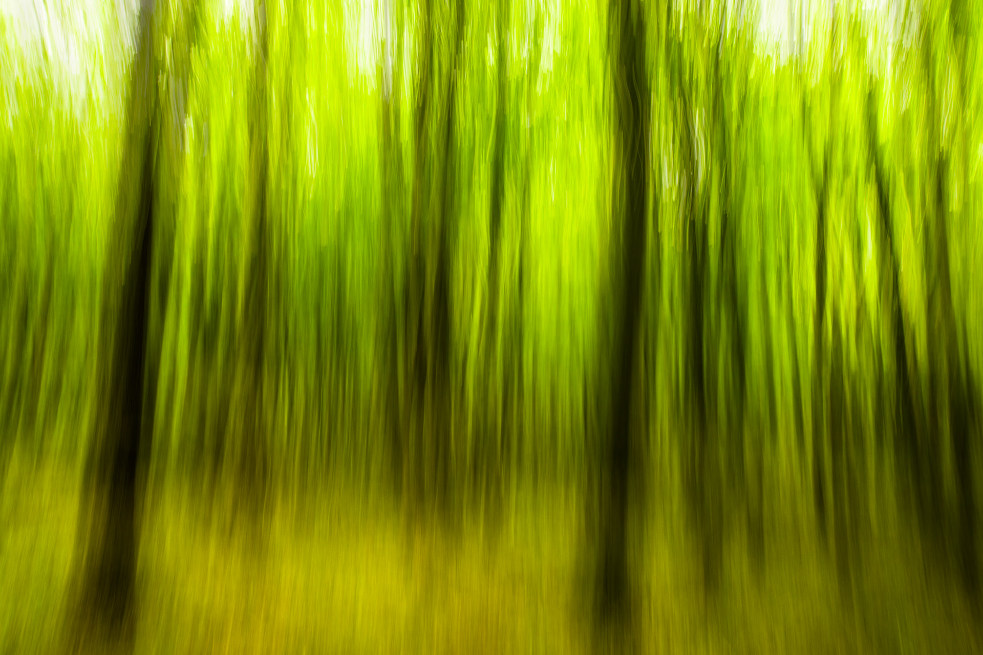 Ashridge Estate, National Trust Forest, Ringshall, England, United Kingdom