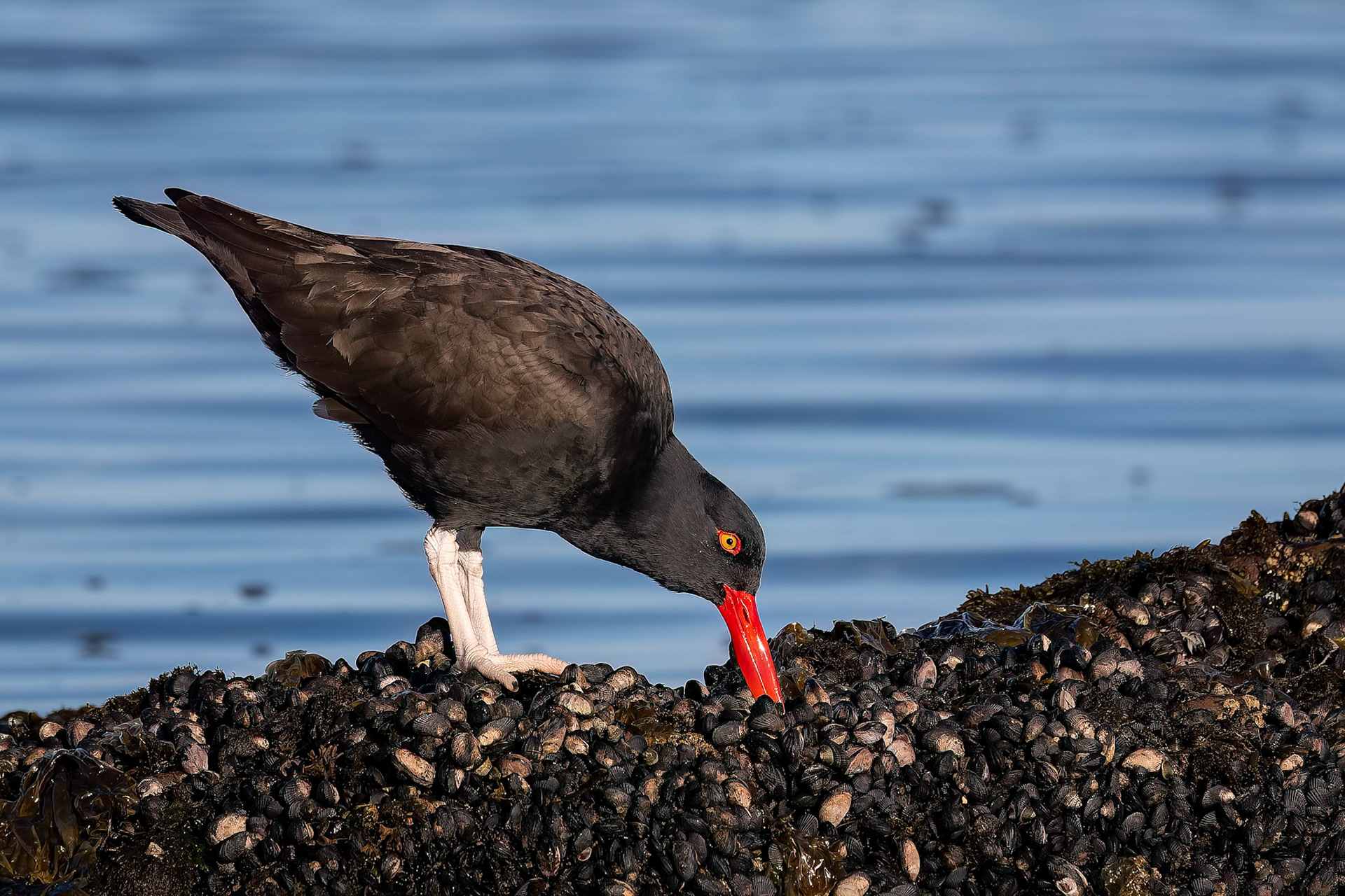 Blackish oystercatcher, Pebble Island, Falkland Islands