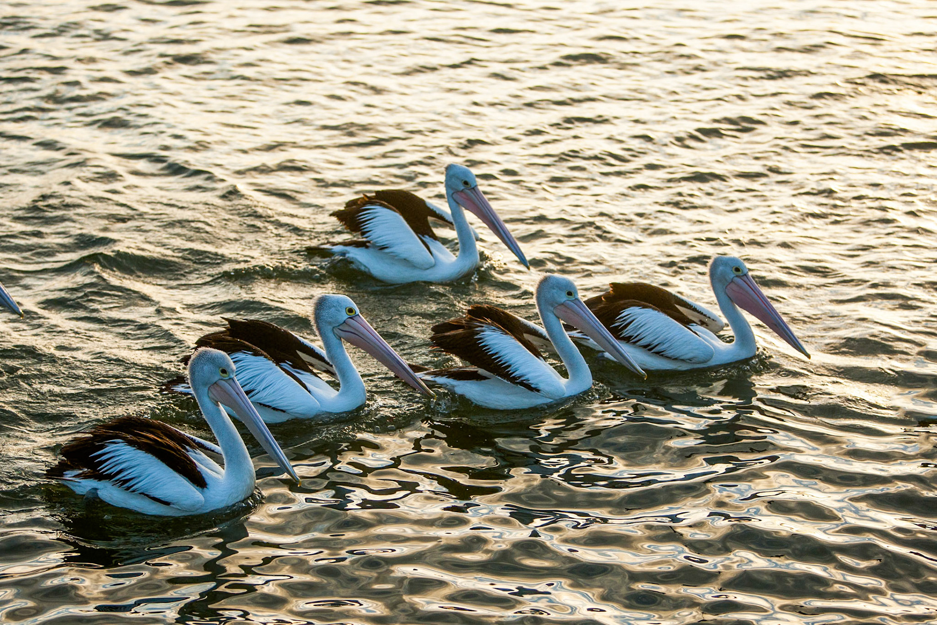 Australian pelicans congegated near a fisherman who had gutted his fish and discarded the leftovers