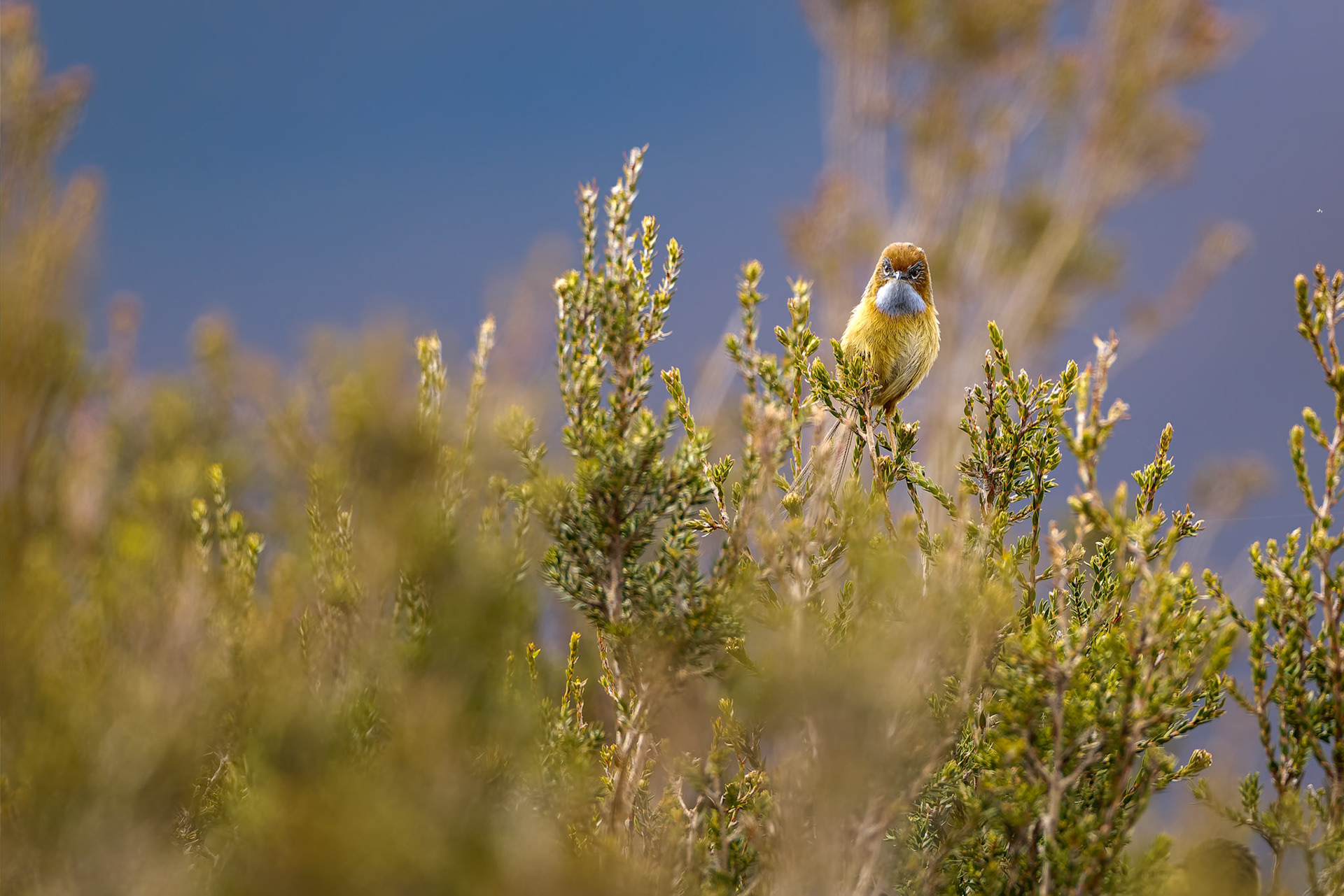 Southern emuwren, Melaleuca, South West National Park, Tasmania, Australia