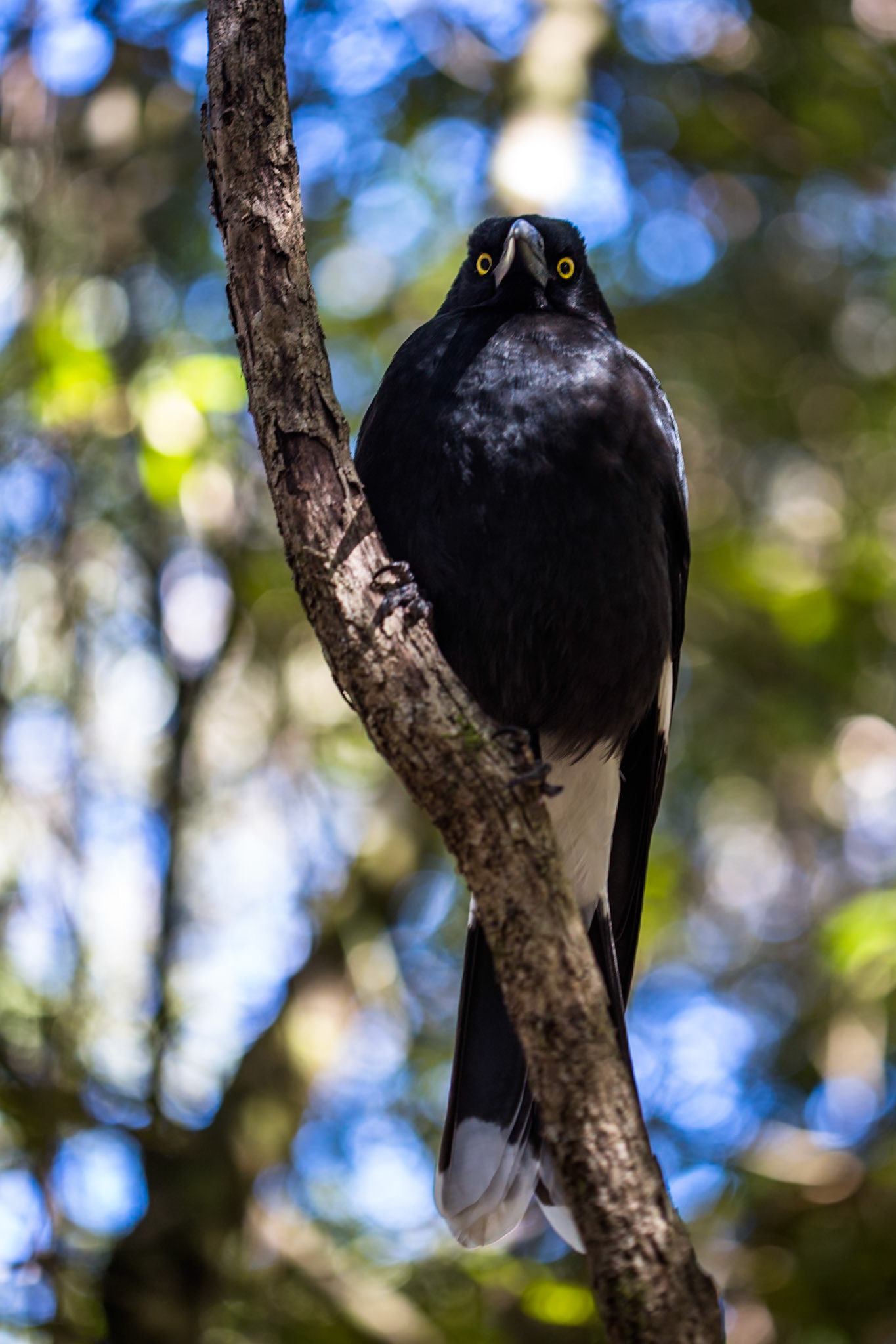 Started on the track to Golf Links lookout. Walked past the Pool of Siloam to Gordon Falls lookout. Followed the Prince Henry cliff walk to Leura Cascades from where we descended through Leura Forest to the junction with Federal Pass tea stop. Continued along Federal Pass past the junction with Dardanelles Pass (near the base of the Giant Staircase); past the base of Furber Steps to the Scenic Railway lower station (Lunch stop).  Some returned via the Scenic Railway, whilst others retraced steps and ascended the Giant Staircase to Echo Point. Notes by Peter Watt.
