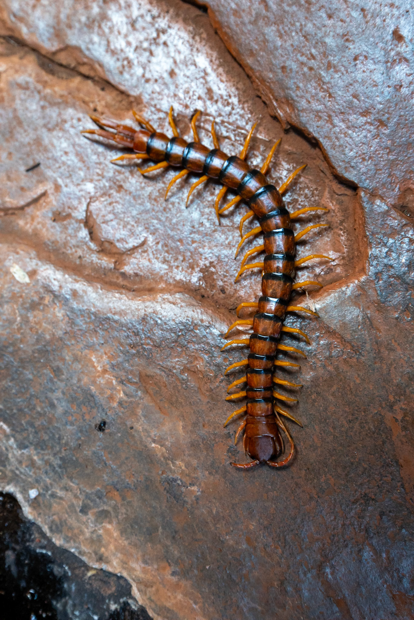 Handrail Pool, Weano Gorge, Karijini National Park, Western Australia