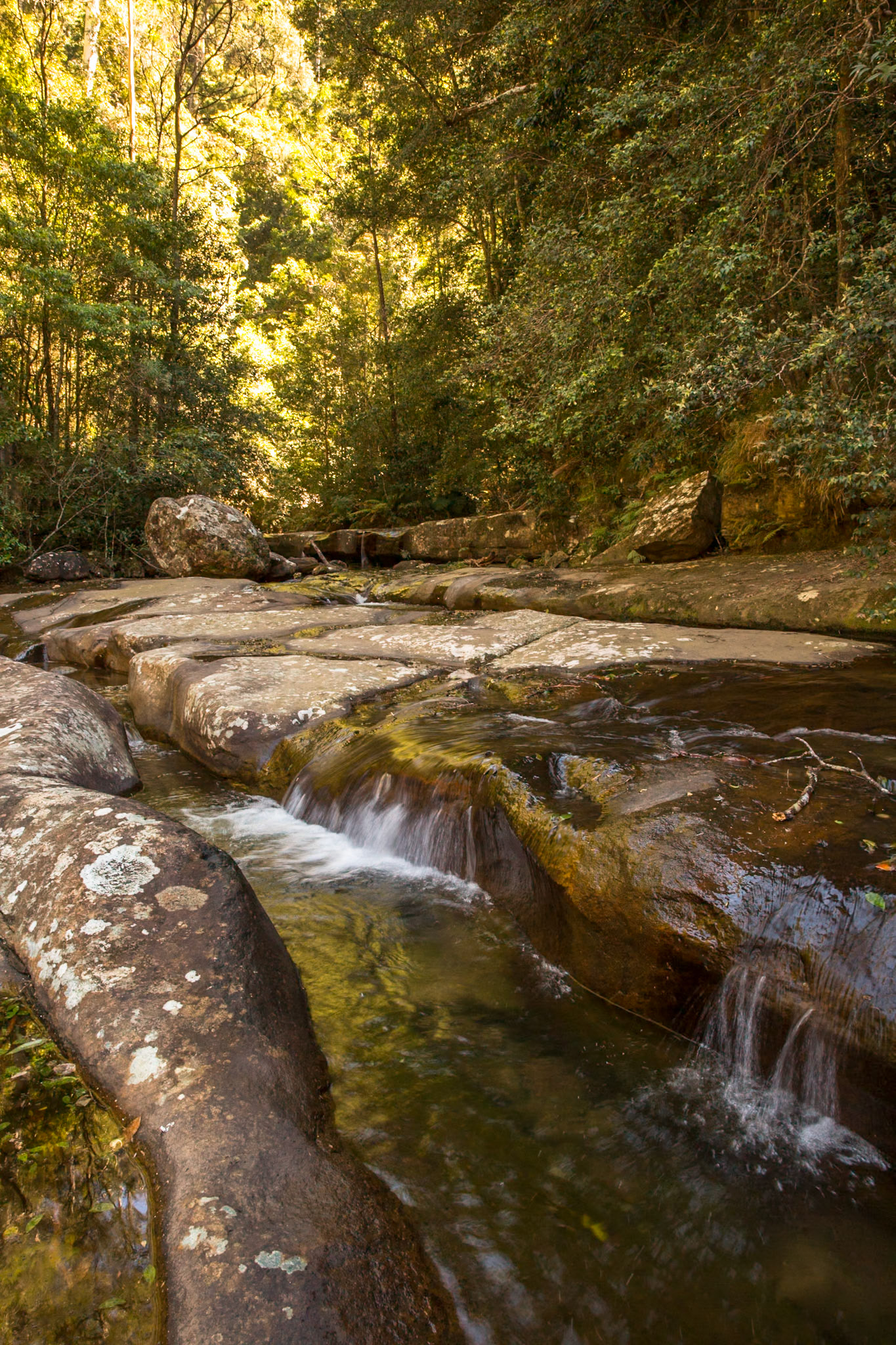 Started at the conservation hut and descended  the Valley of the Waters to Vera Falls. Tried unsuccessfully to find the route across to Hippocrene Falls.  Retraced our steps up to the conservation hut. Notes by Peter Watt.