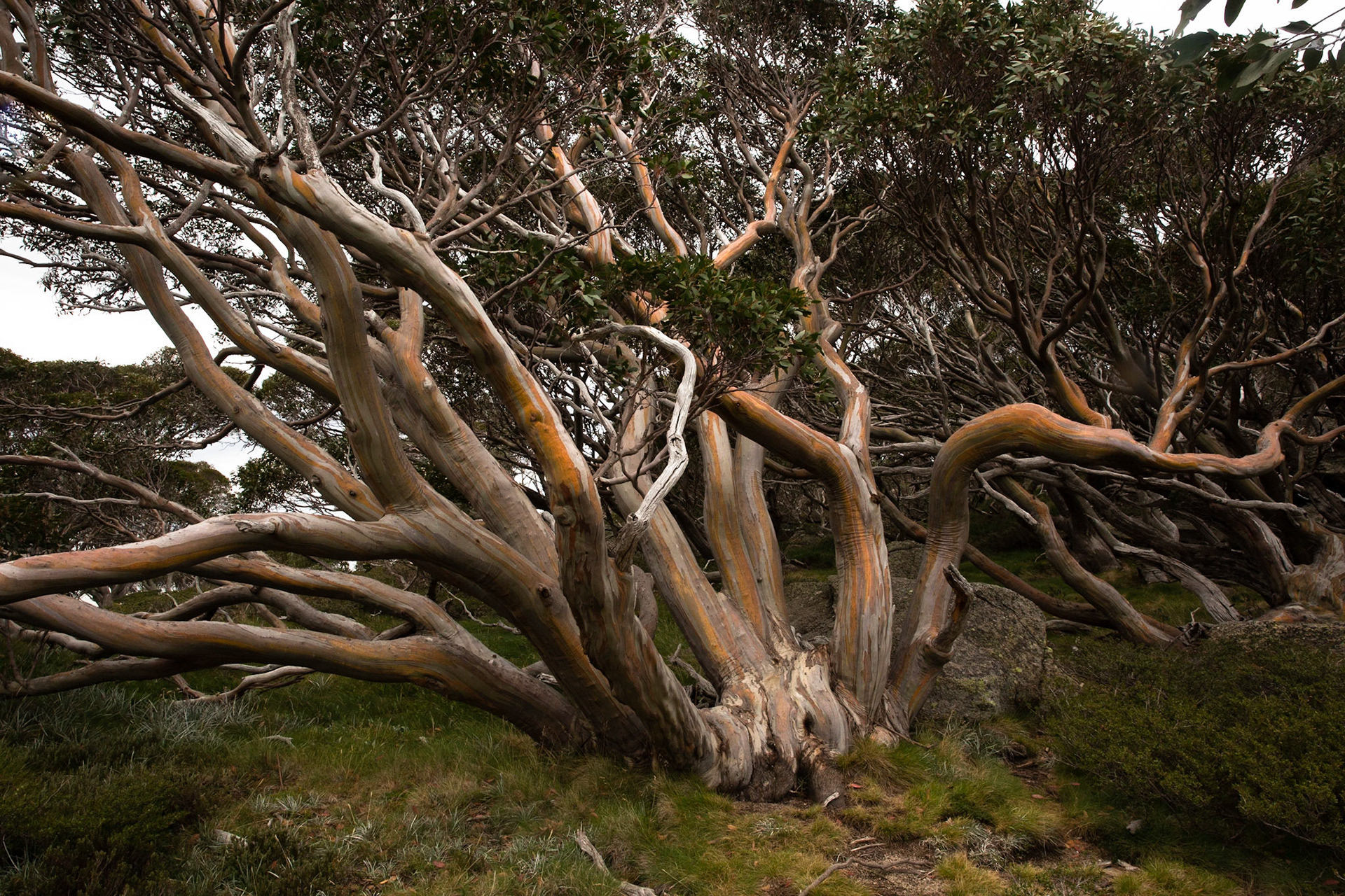 Thredbo to the cablecar and return, Mount Kosciuszko National Park, Snowy Mountains, New South Wales